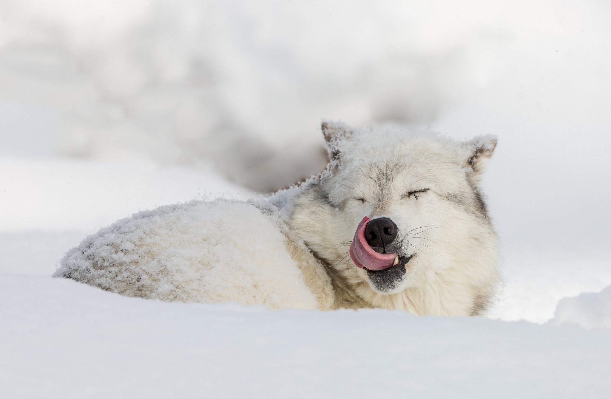 Snow Wildlife Winter Wolf Predator Animal 2048x1339