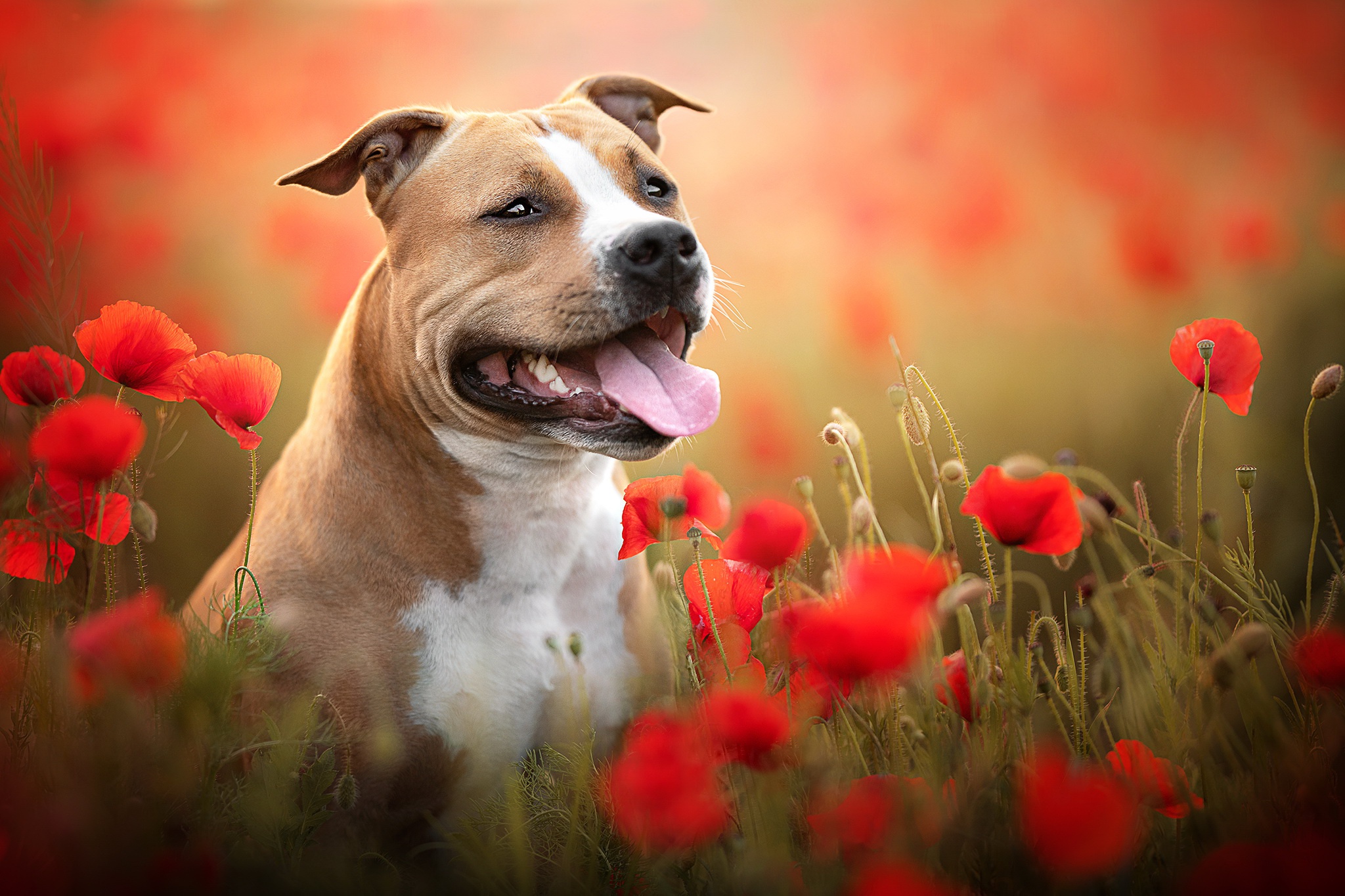 Dog Pet Poppy Red Flower 2048x1365
