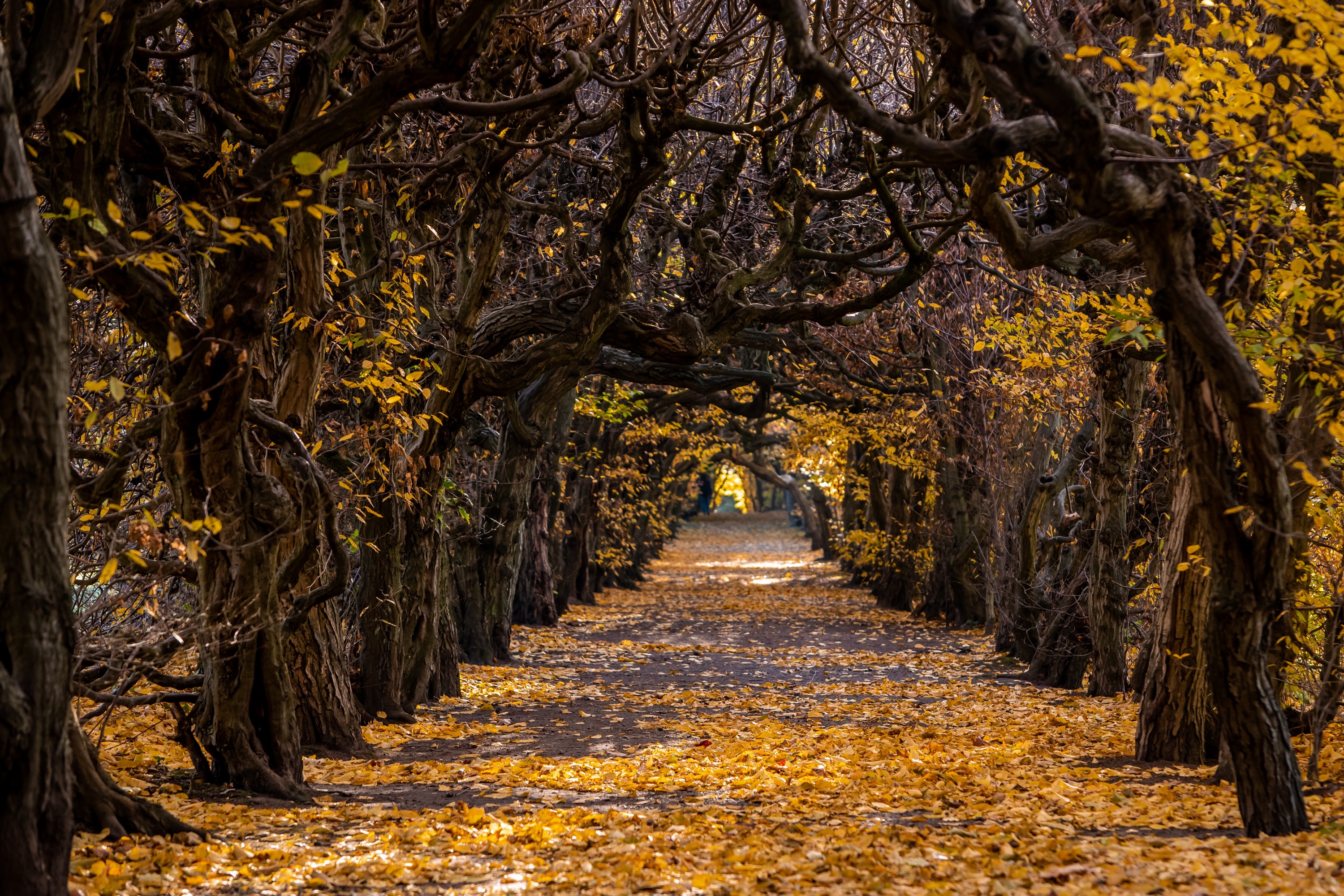 Fall Nature Path Tree Lined 3000x2000