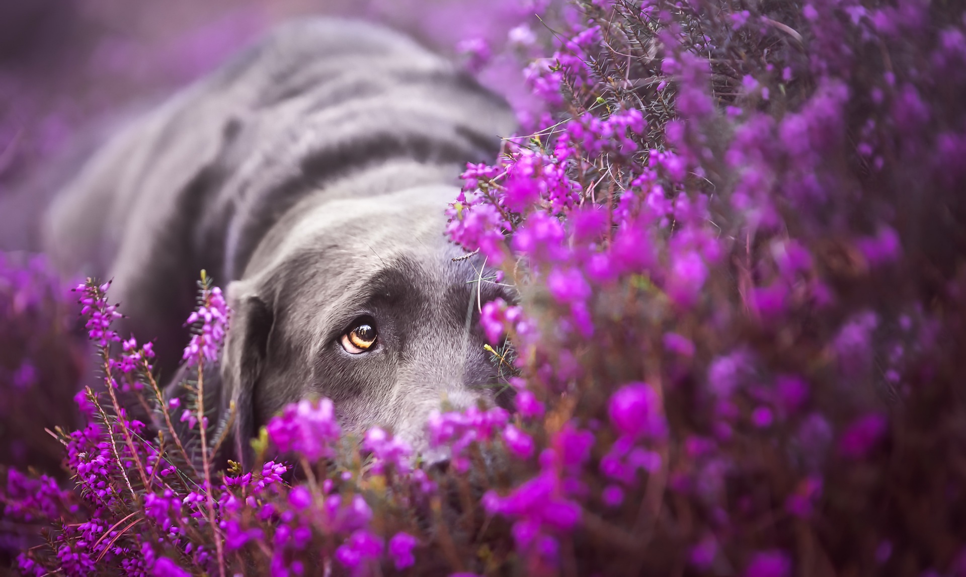Blur Dog Flower Labrador Pet Purple Flower 1920x1147