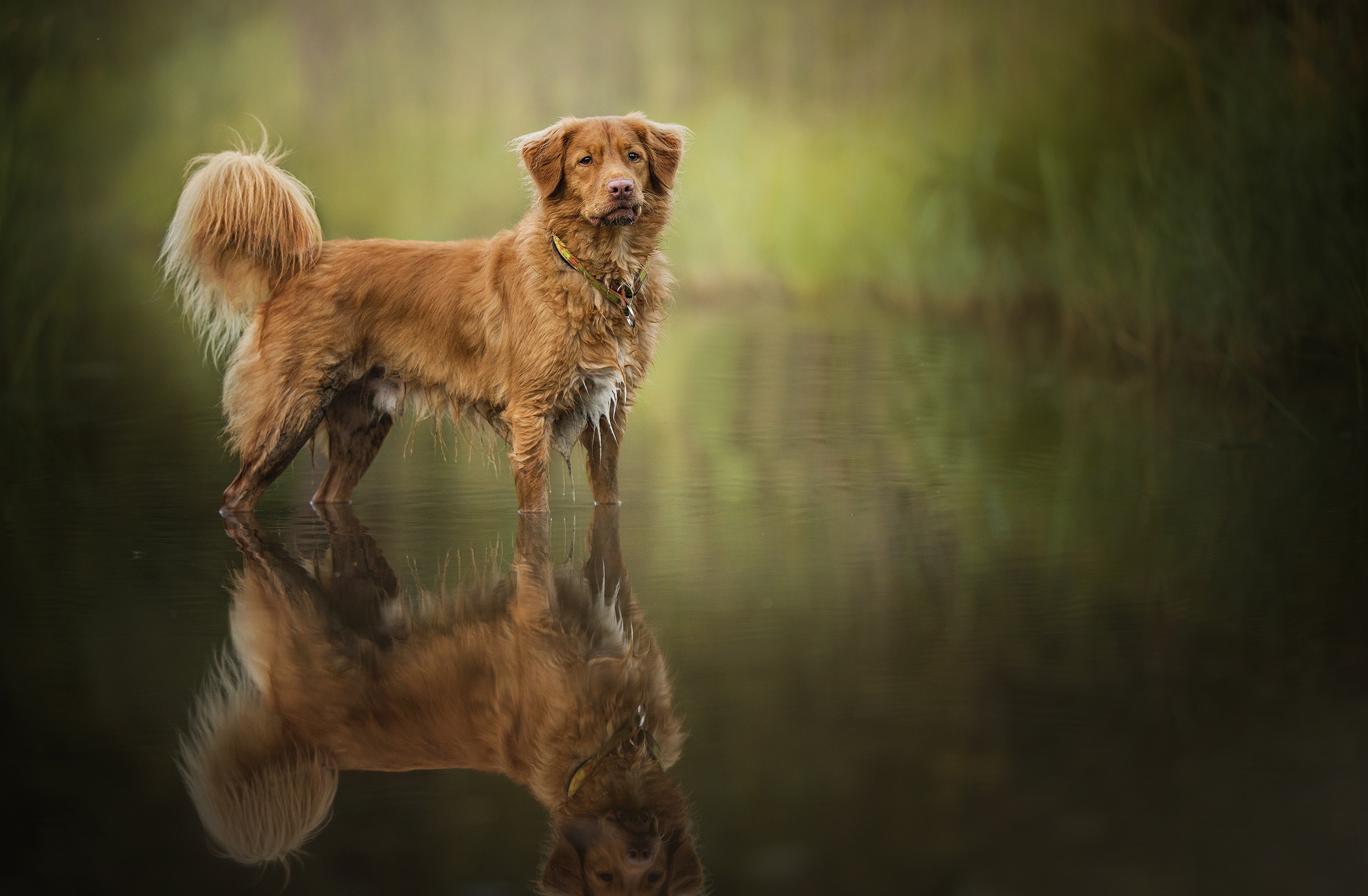 Dog Nova Scotia Duck Tolling Retriever Pet Reflection Water 2048x1342