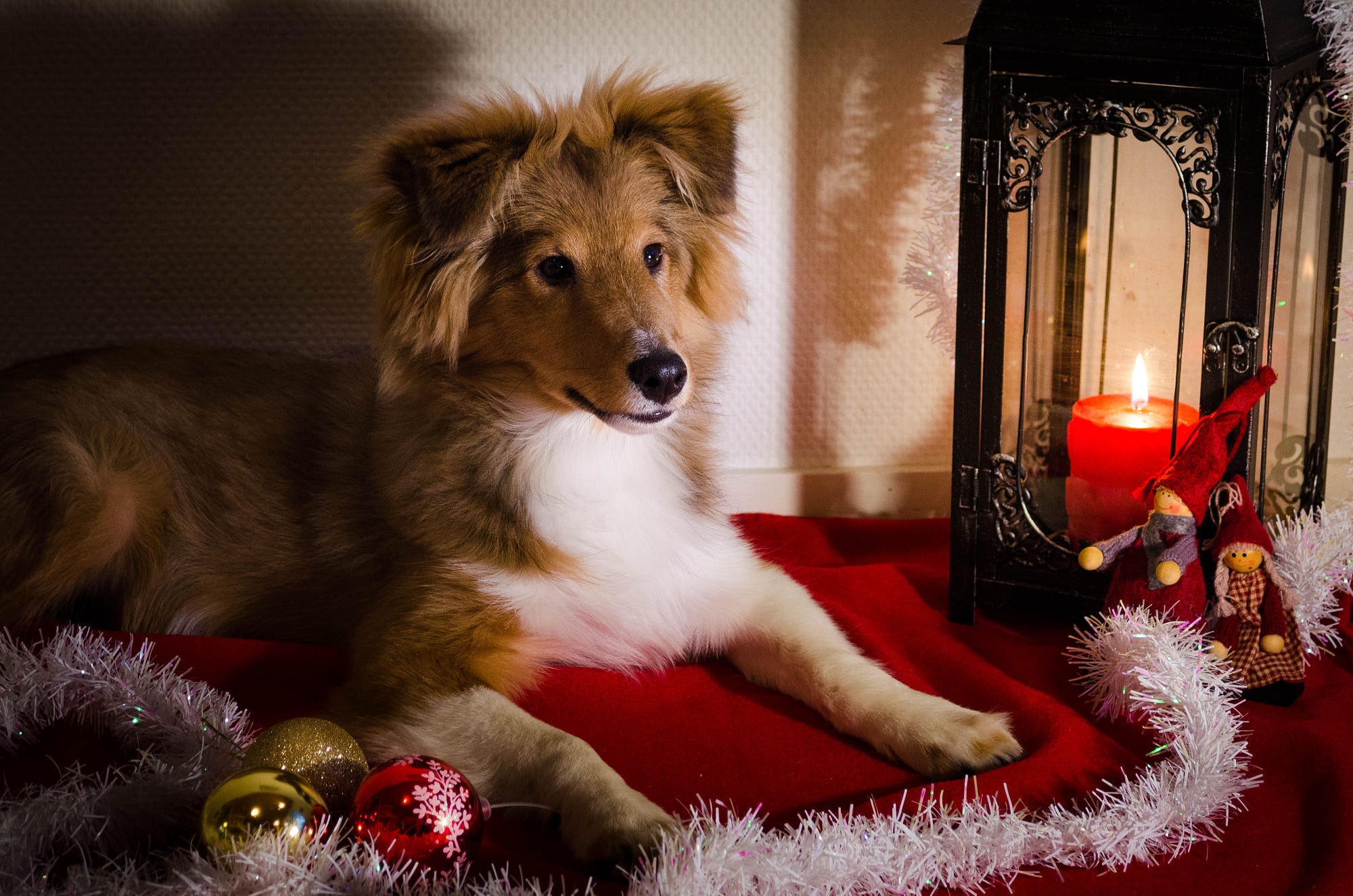 Christmas Ornaments Dog Pet Shetland Sheepdog 2000x1325