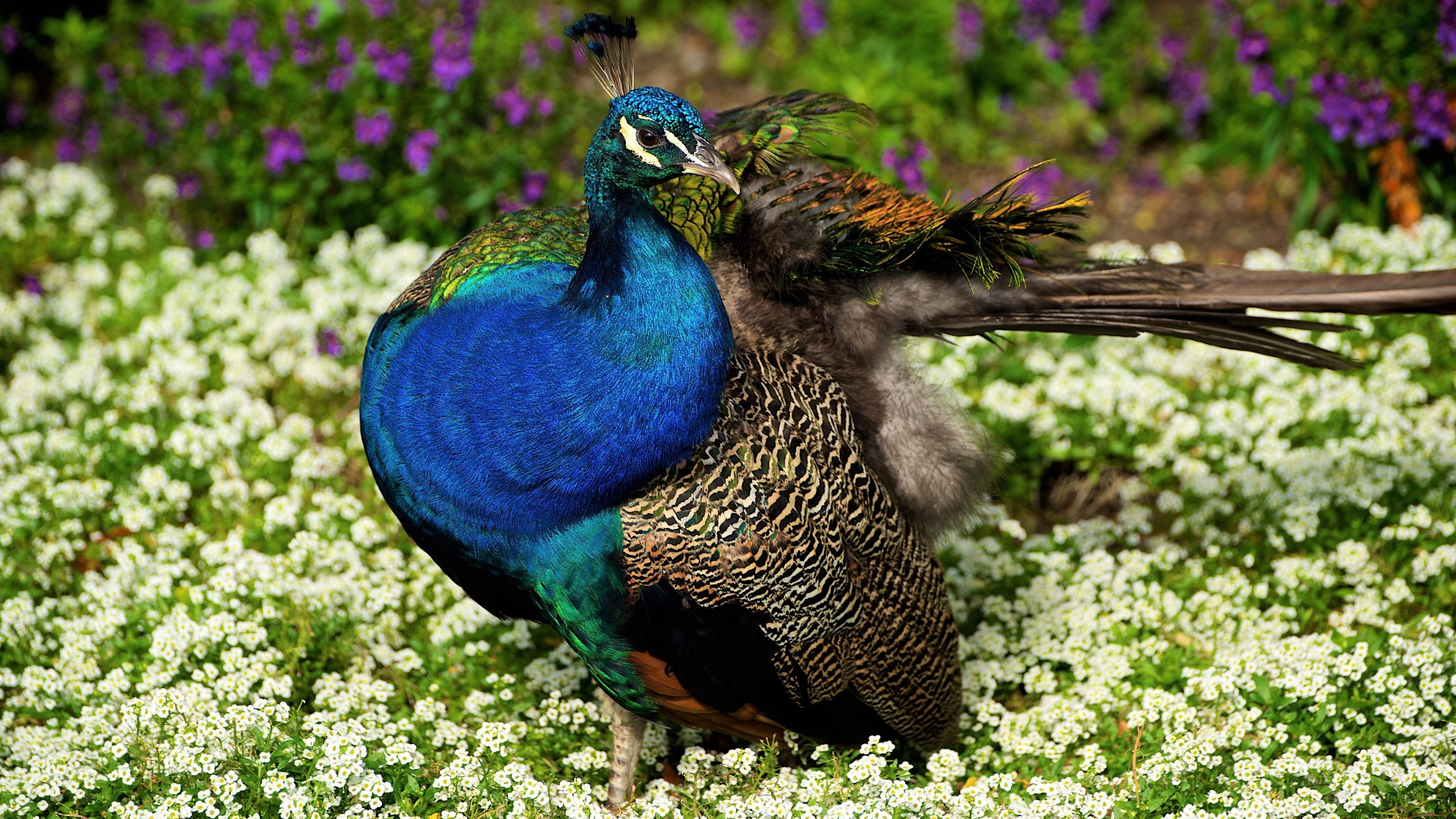 Bird Colorful Flower Peacock 3024x1701