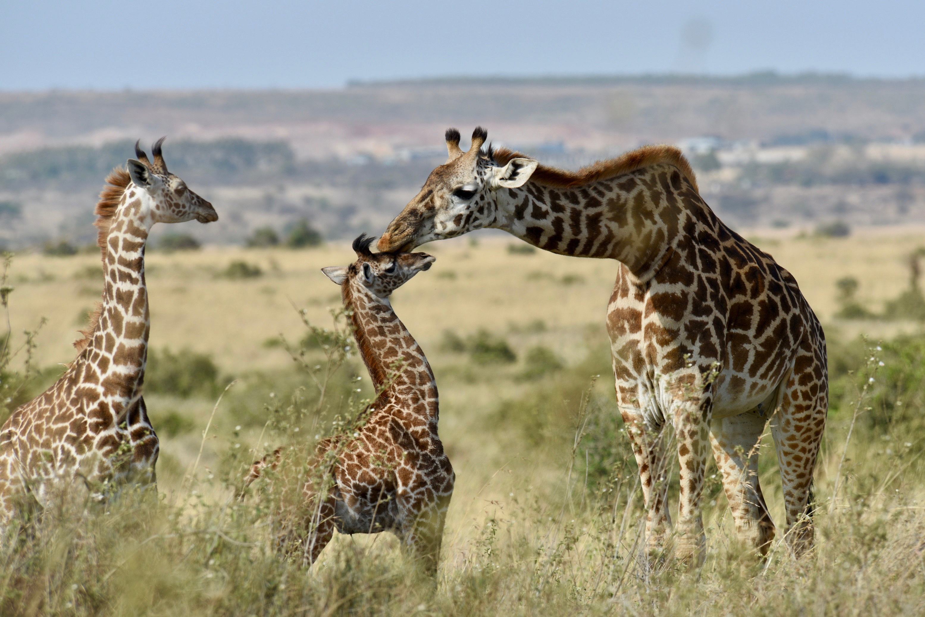 Africa Baby Animal Giraffe Wildlife 3109x2073