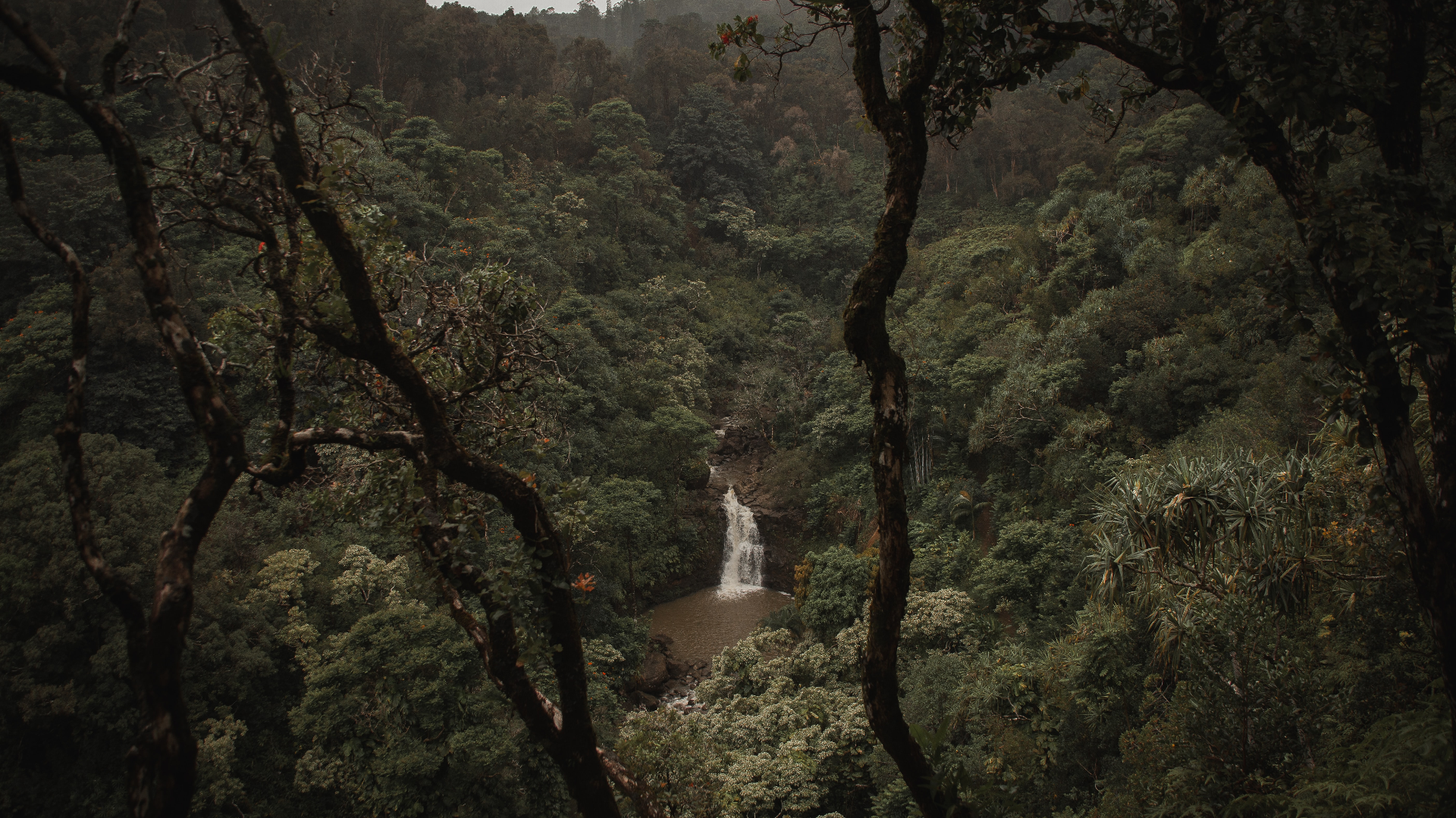 Nature Landscape Trees Water Plants Waterfall Mist Rainforest Monsoon Rocks Maui Hawaii 1920x1080