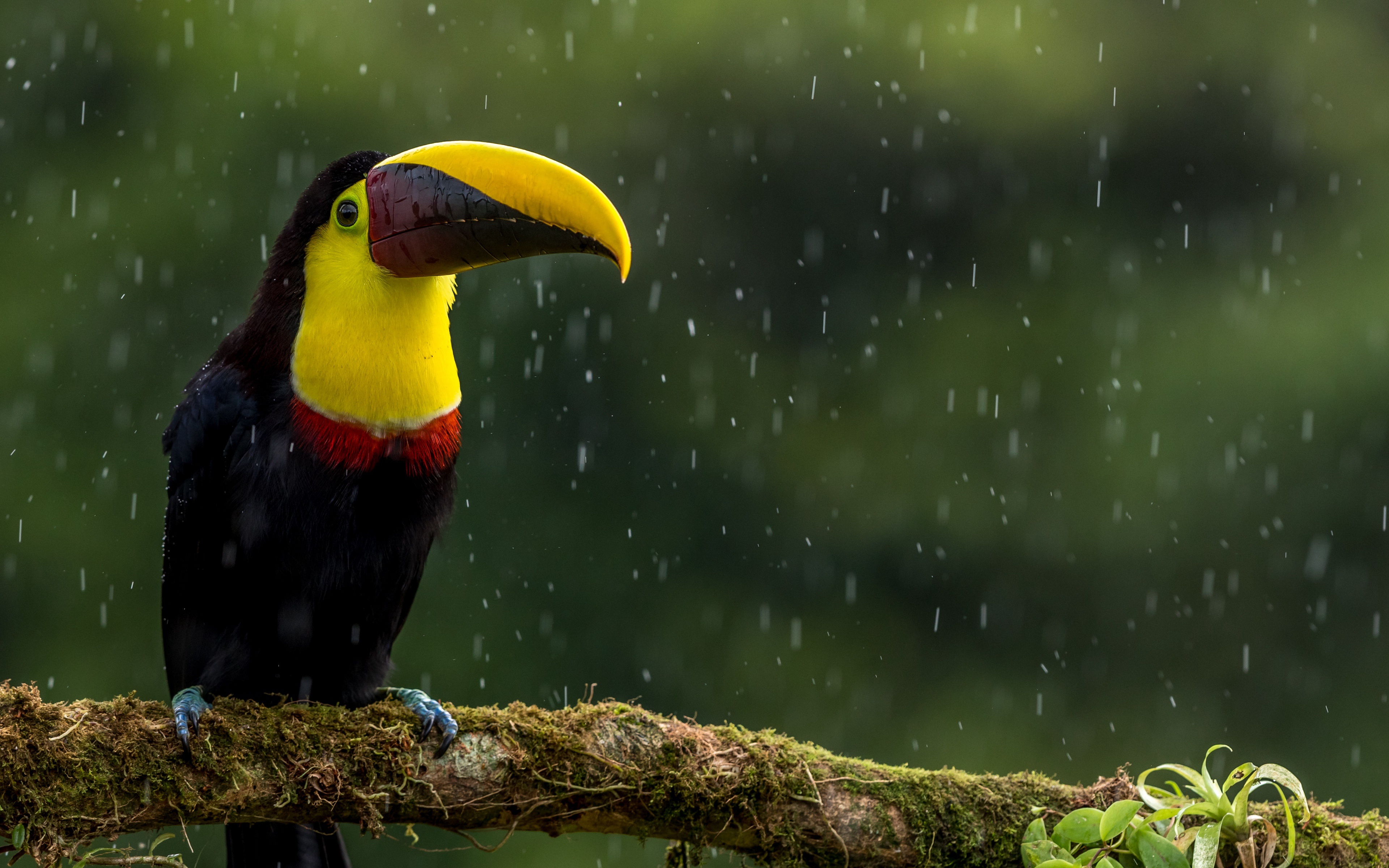 Beak Bird Rain Toucan Wildlife 3840x2400