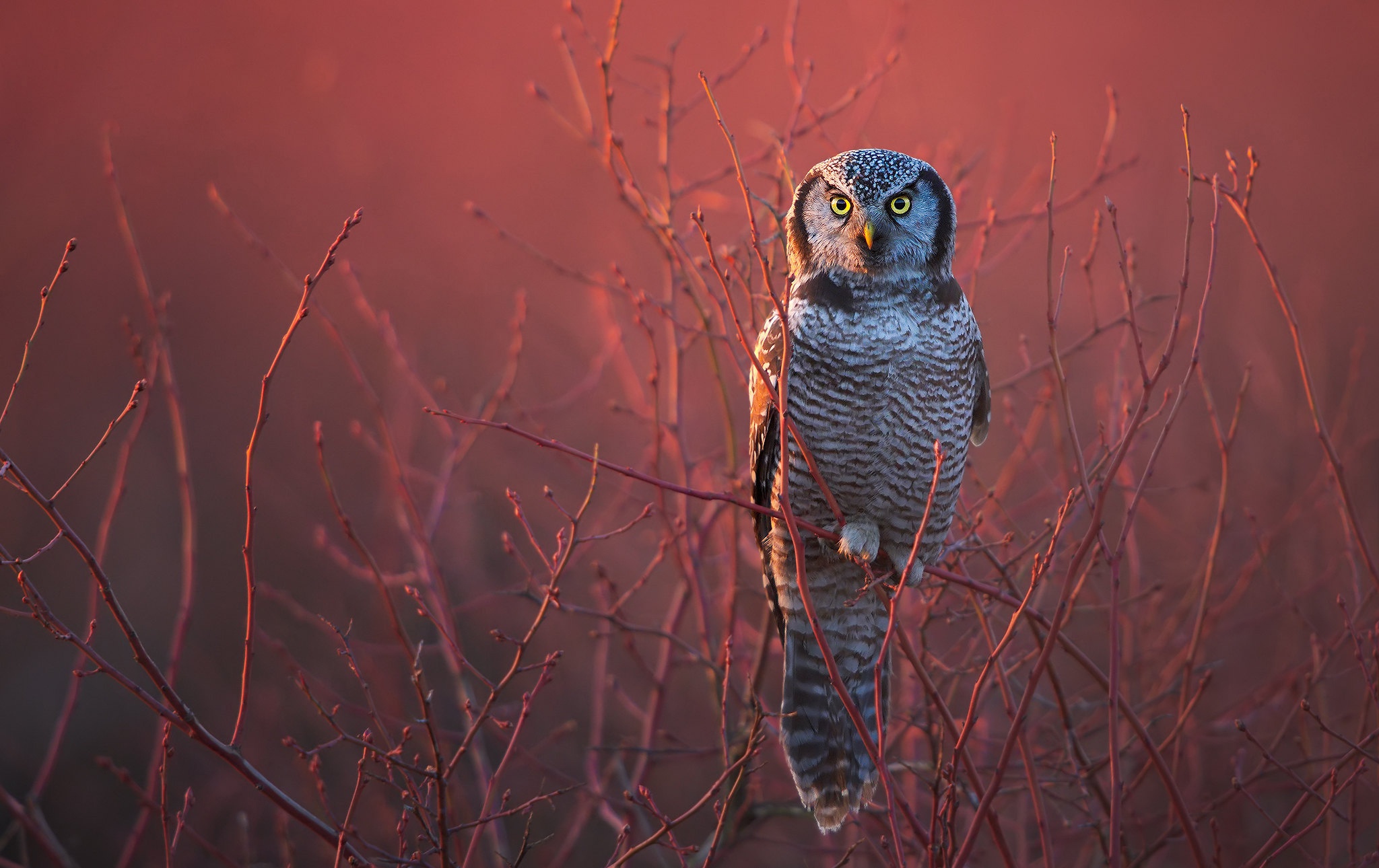 Bird Owl Wildlife 2048x1290