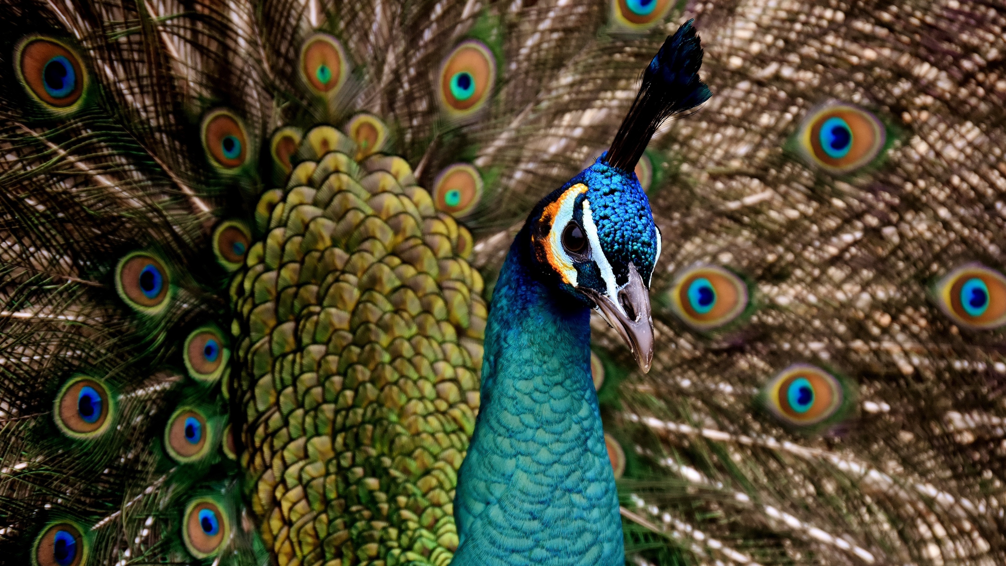 Animal Bird Feather Peacock 3840x2160