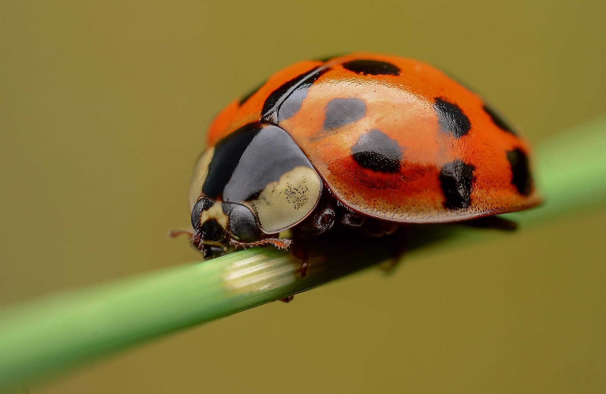 Insect Ladybug Macro 2000x1300