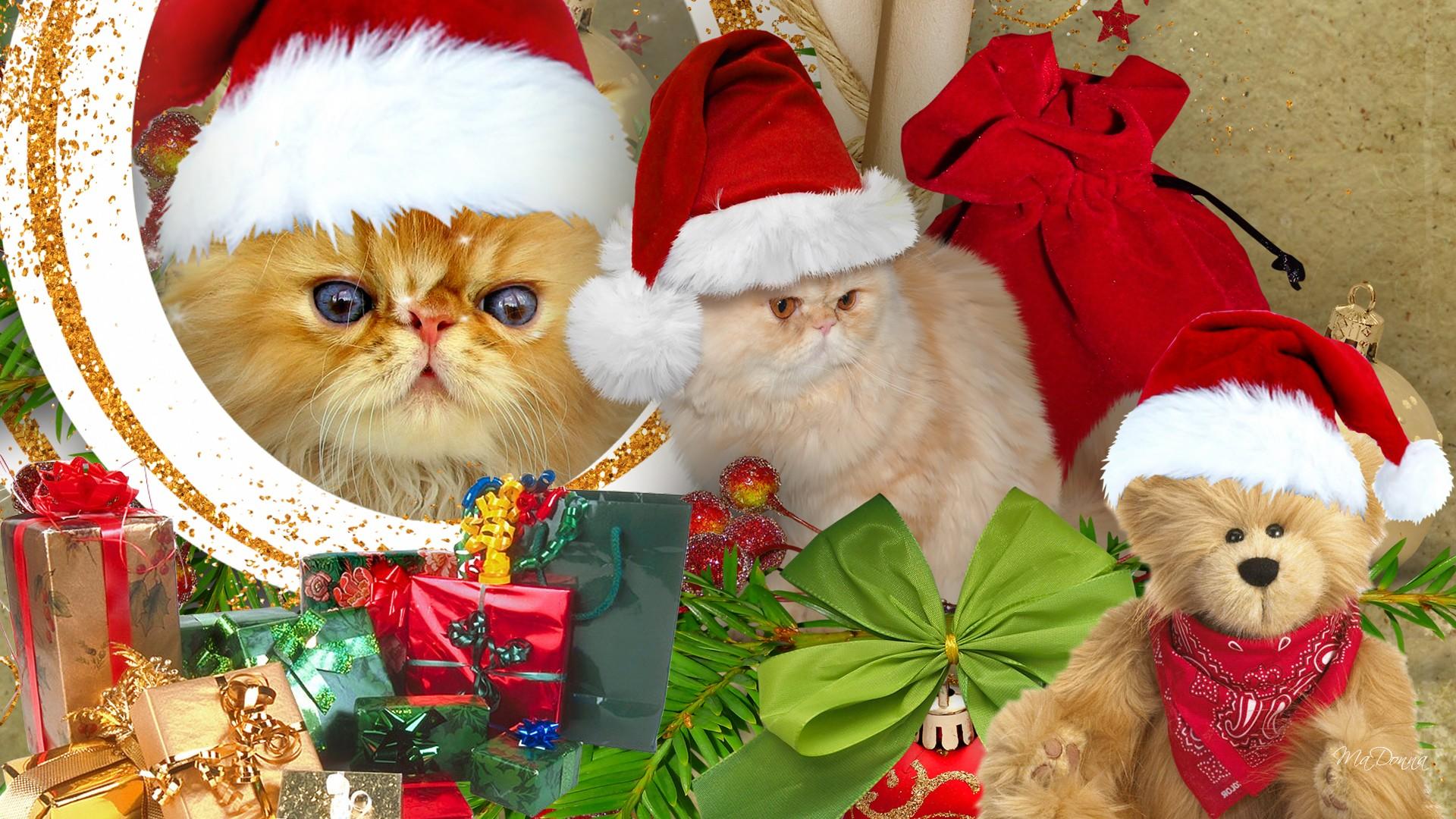 Cat Christmas Decoration Gift Persian Cat Pet Santa Hat Teddy Bear 1920x1080