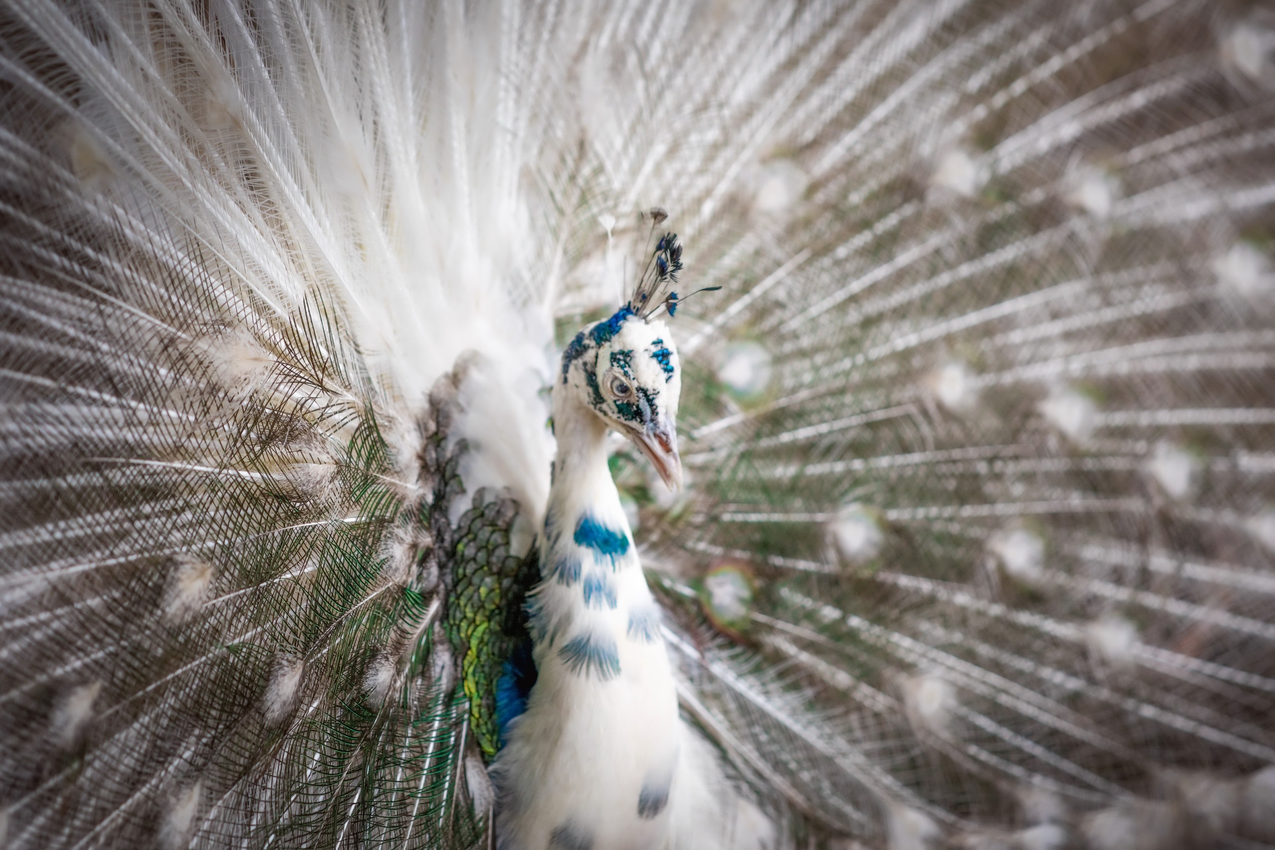 Bird Feather Peacock Wildlife 2560x1707