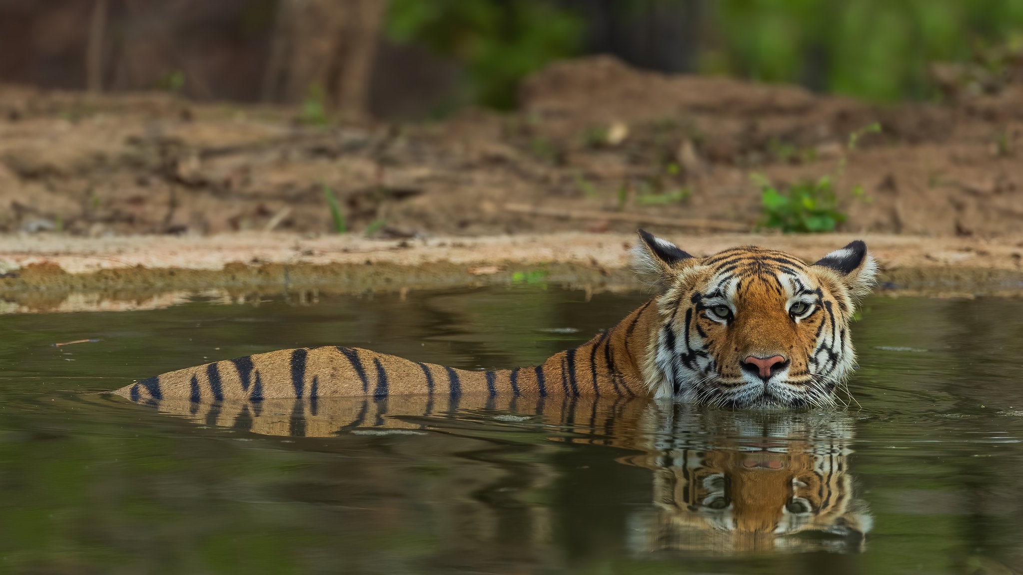 Big Cat Tiger Wildlife Predator Animal 2047x1152