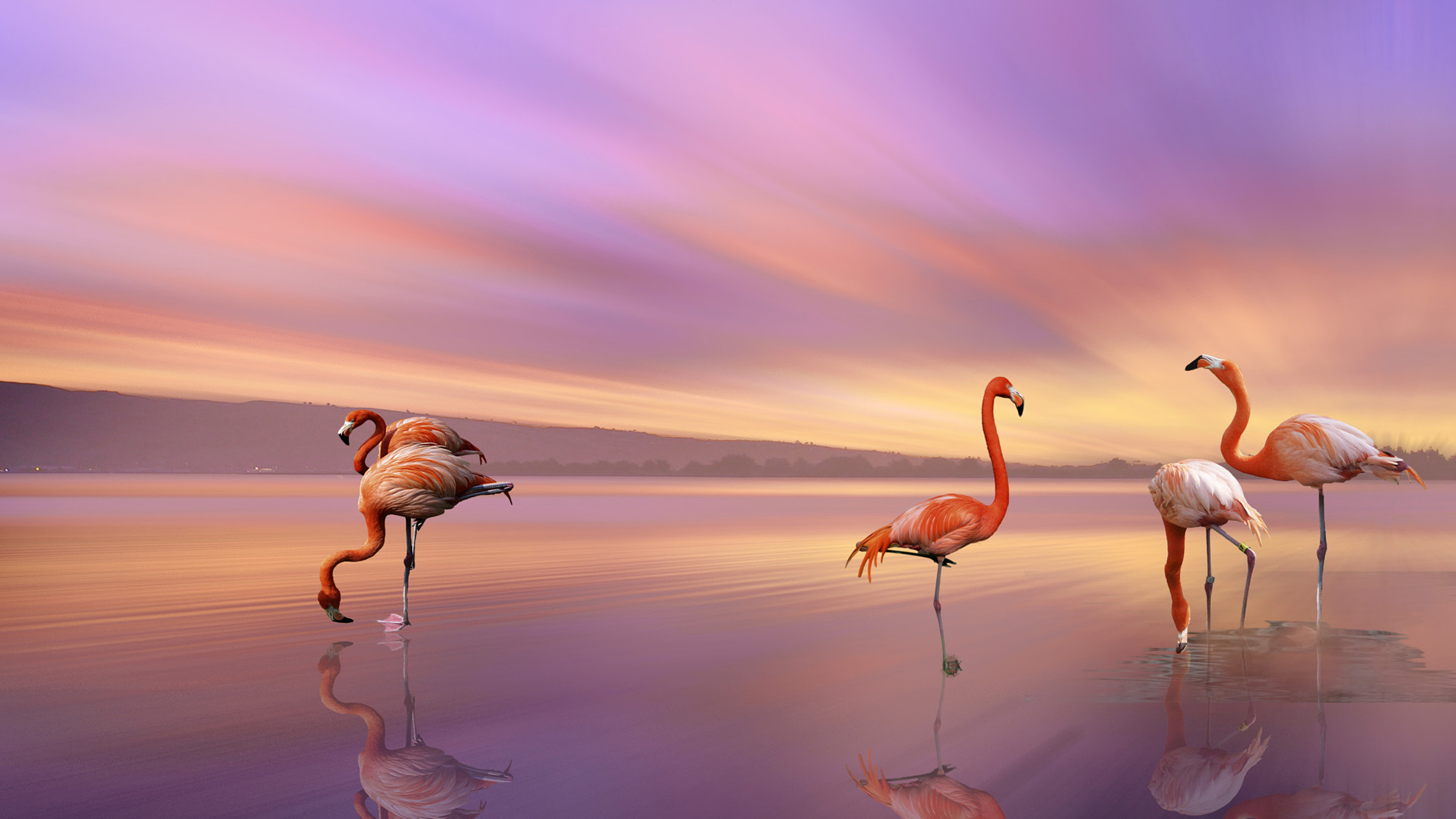 Animal Beach Bird Flamingo Reflection Sunset 3840x2160