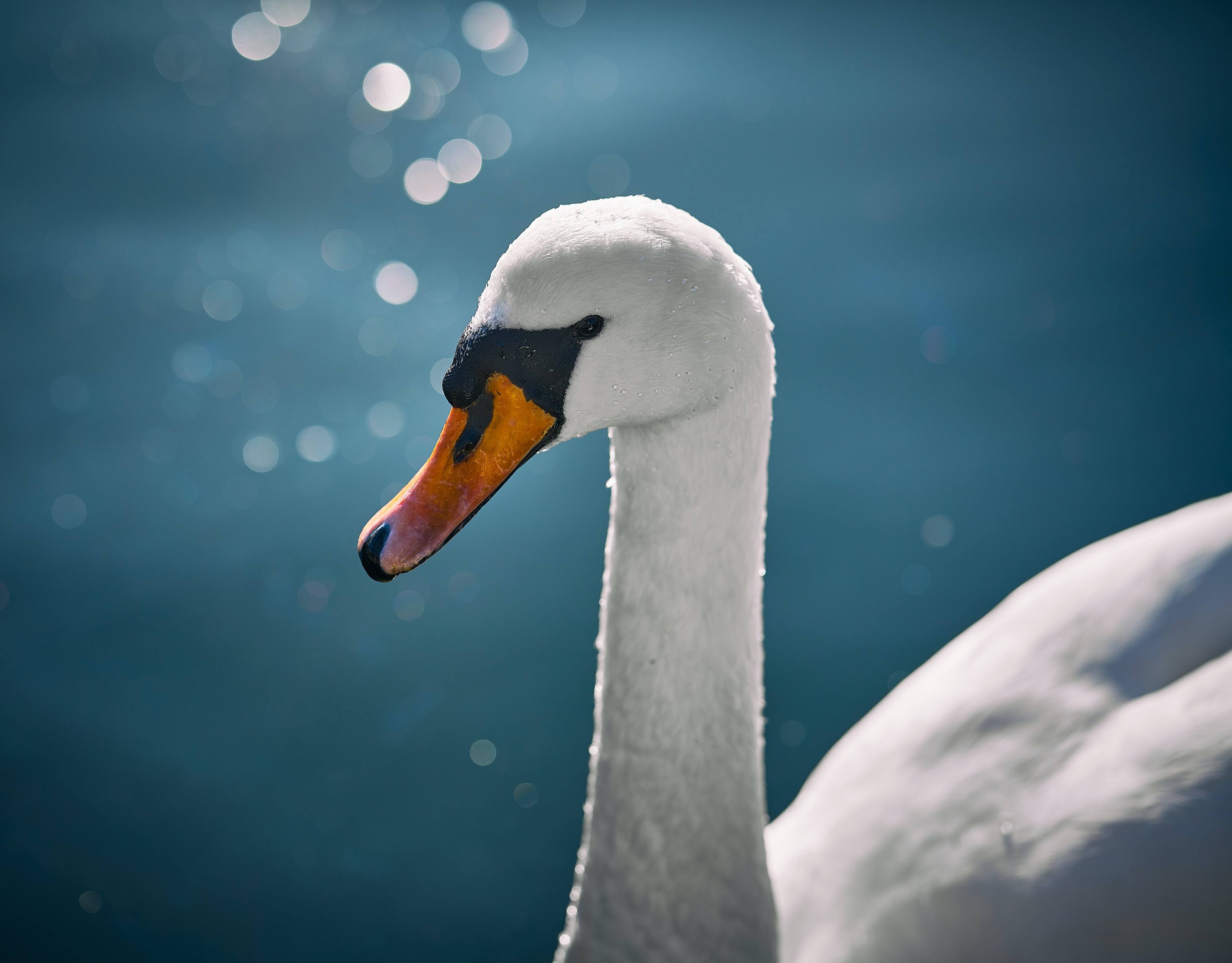 Bird Mute Swan Swan 3500x2736