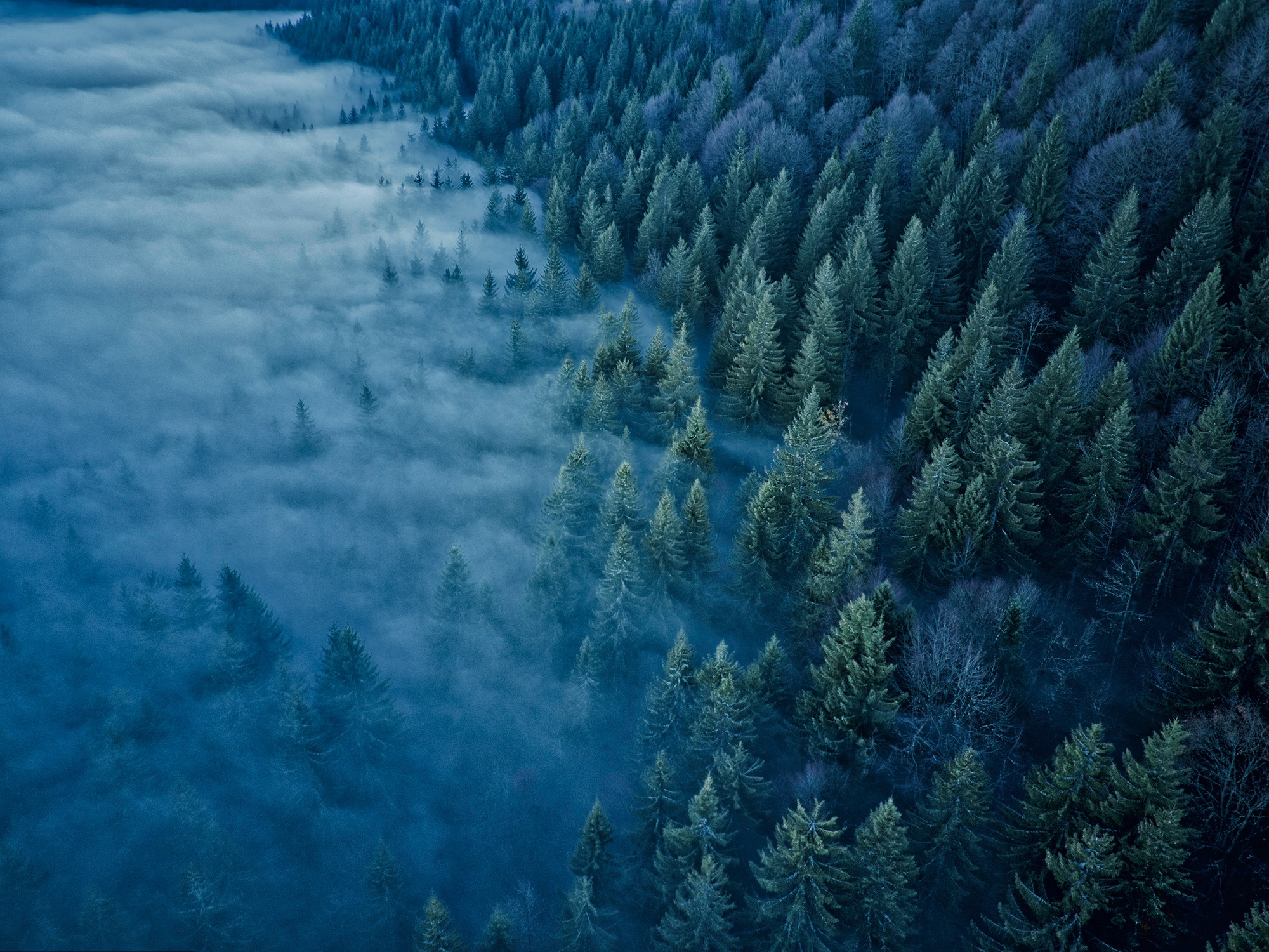Aerial Fog Forest Nature 2000x1500