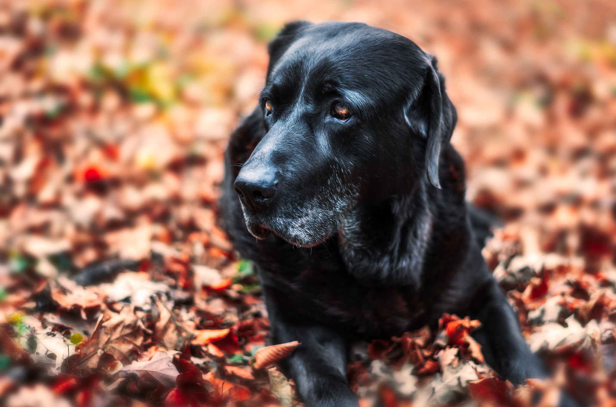 Blur Dog Fall Labrador Leaf Muzzle Pet 2048x1355