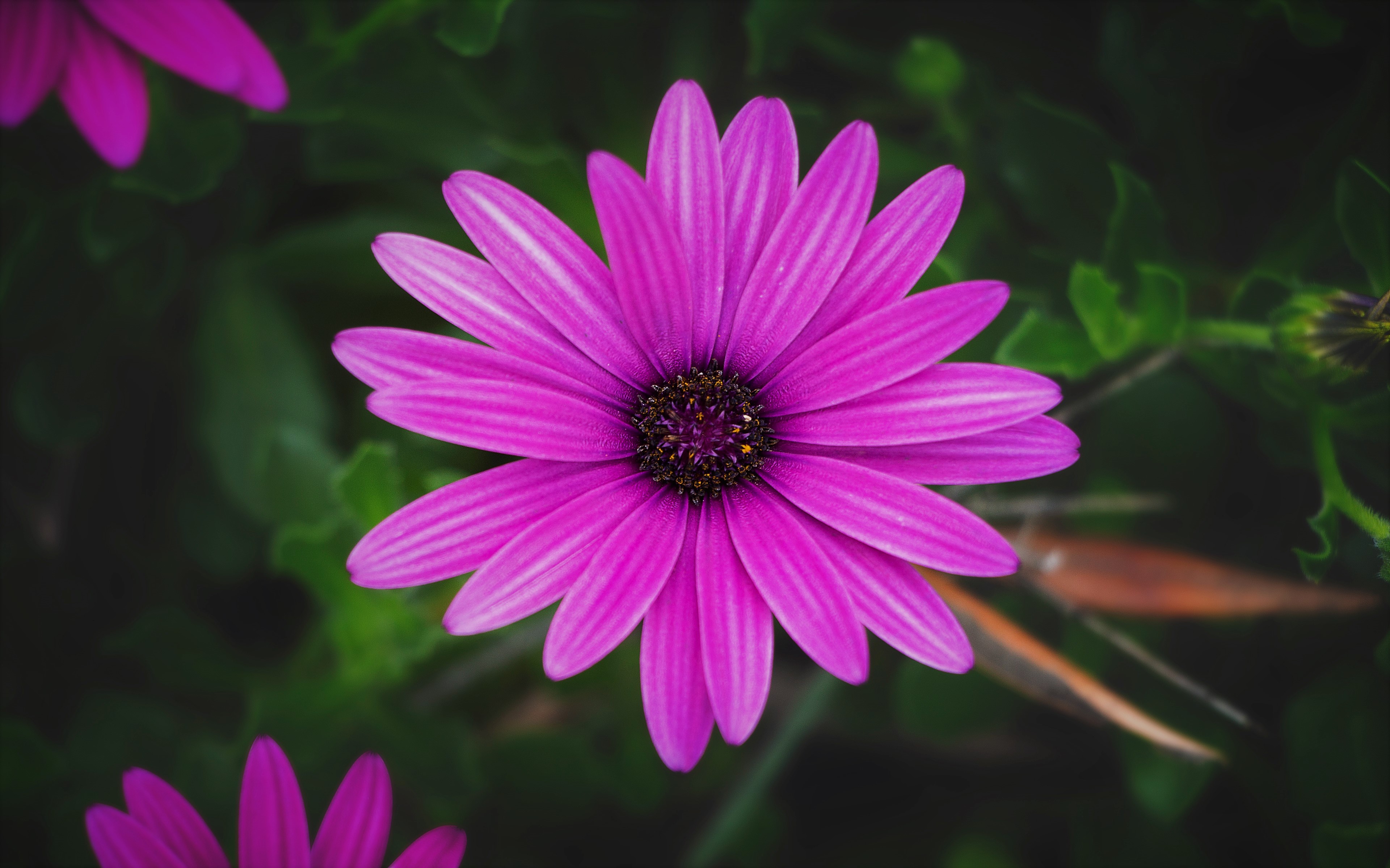 Daisy Flower Purple Flower 3840x2400