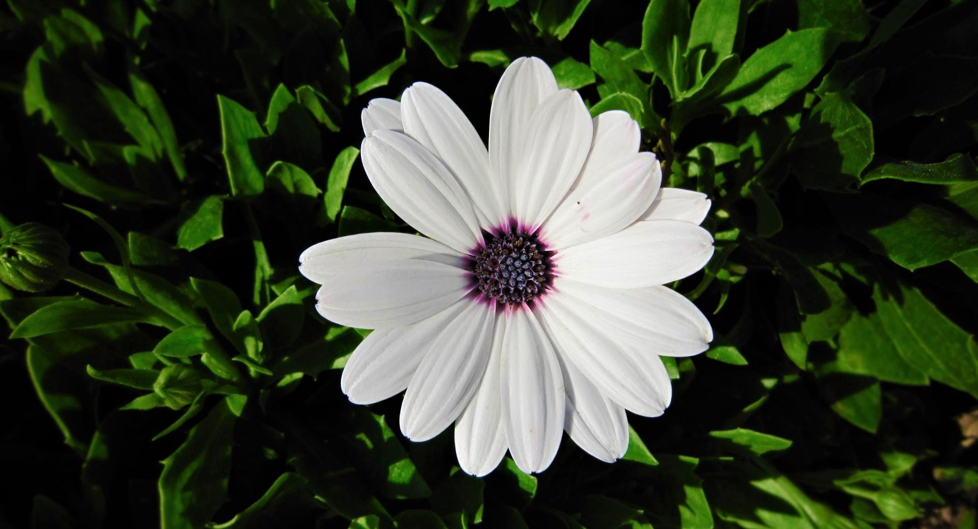 Daisy Earth Flower White Flower 1920x1040
