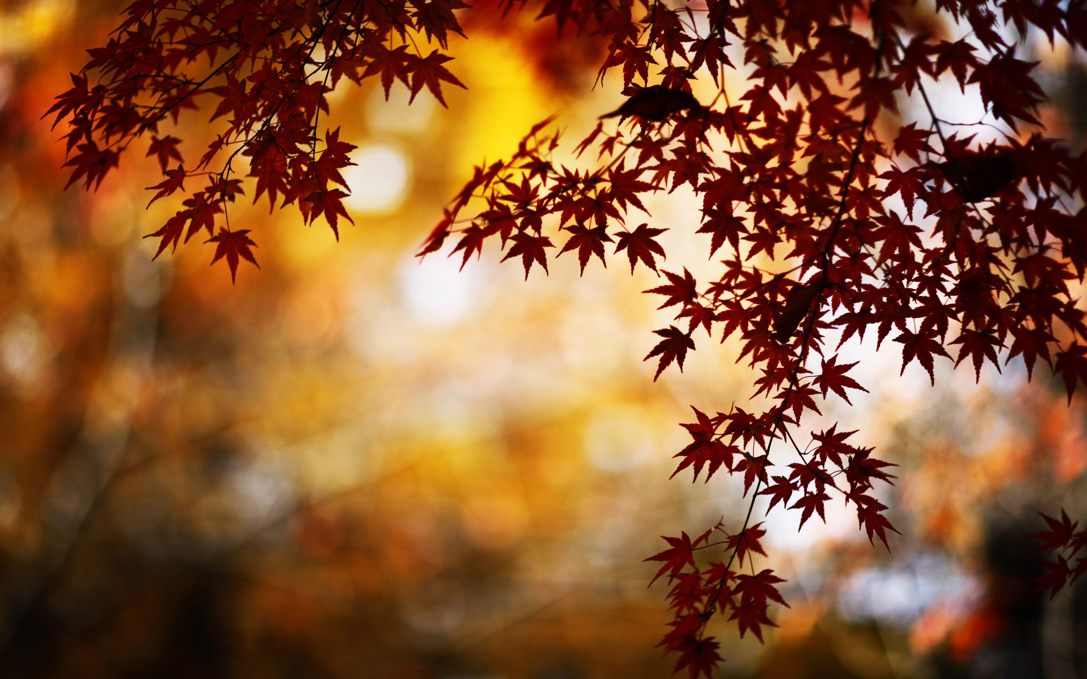 Fall Leaf Season 4500x2813
