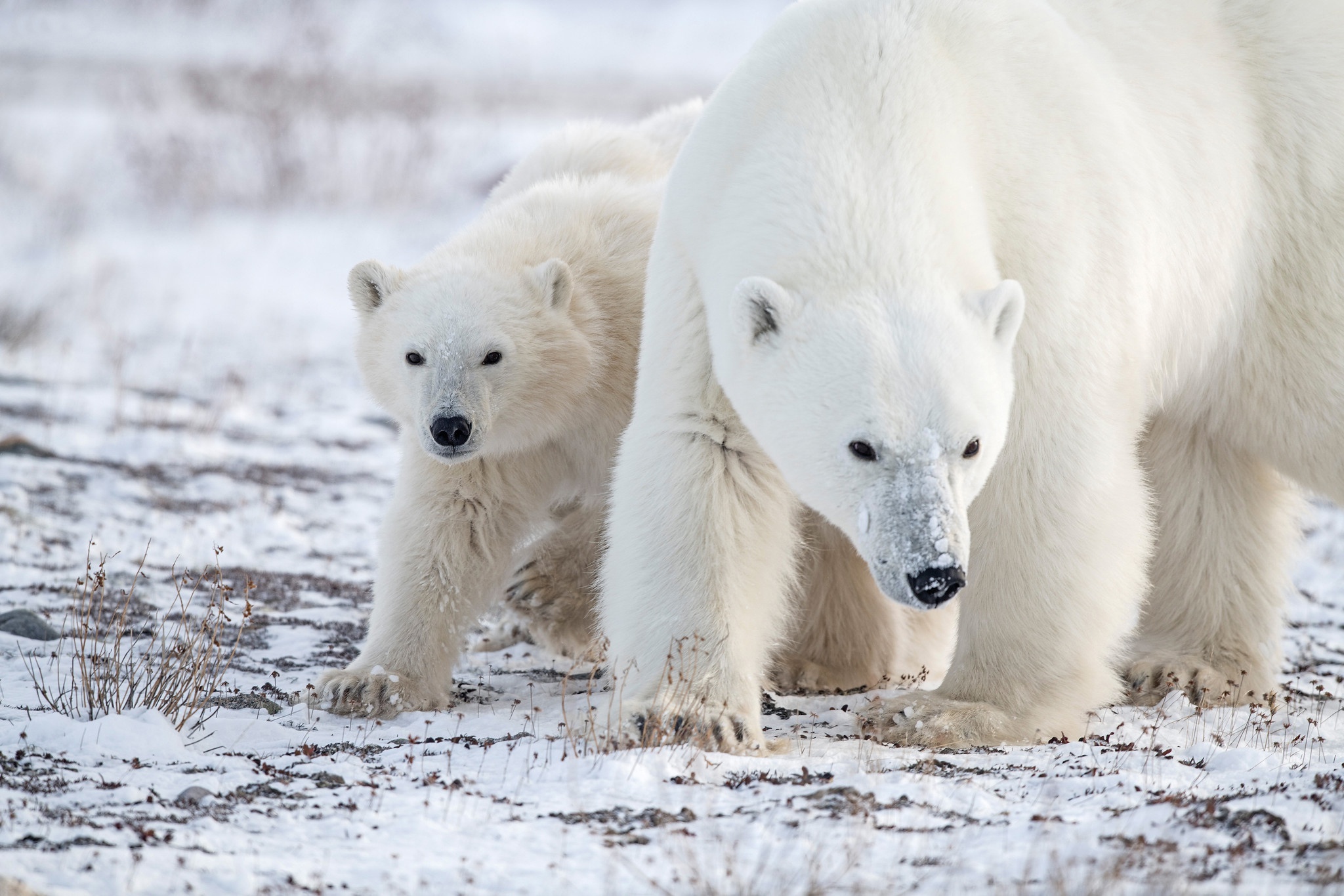 Baby Animal Cub Polar Bear Snow Wildlife Winter Predator Animal 2048x1365