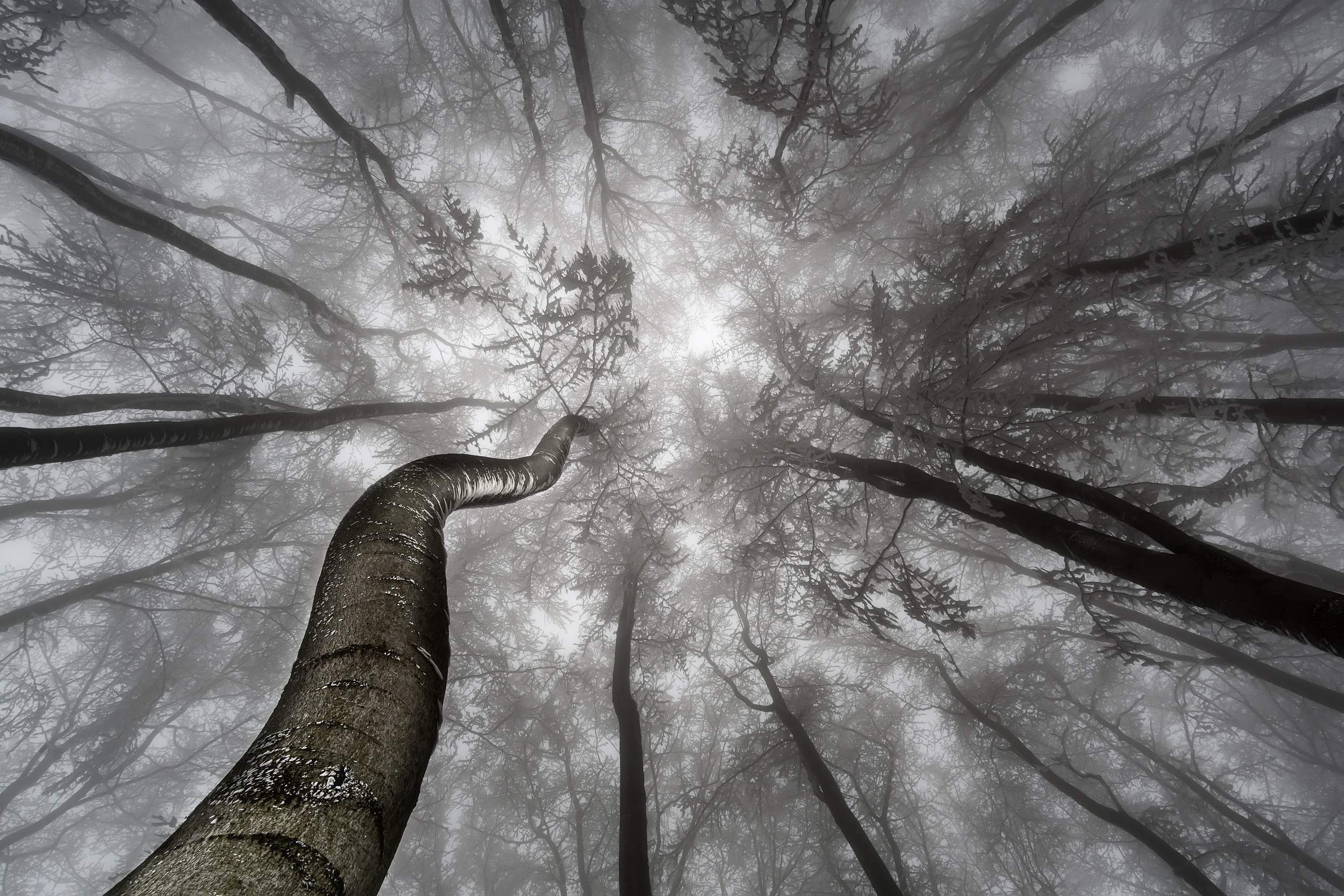 Black Amp White Canopy Forest Tree 2500x1667