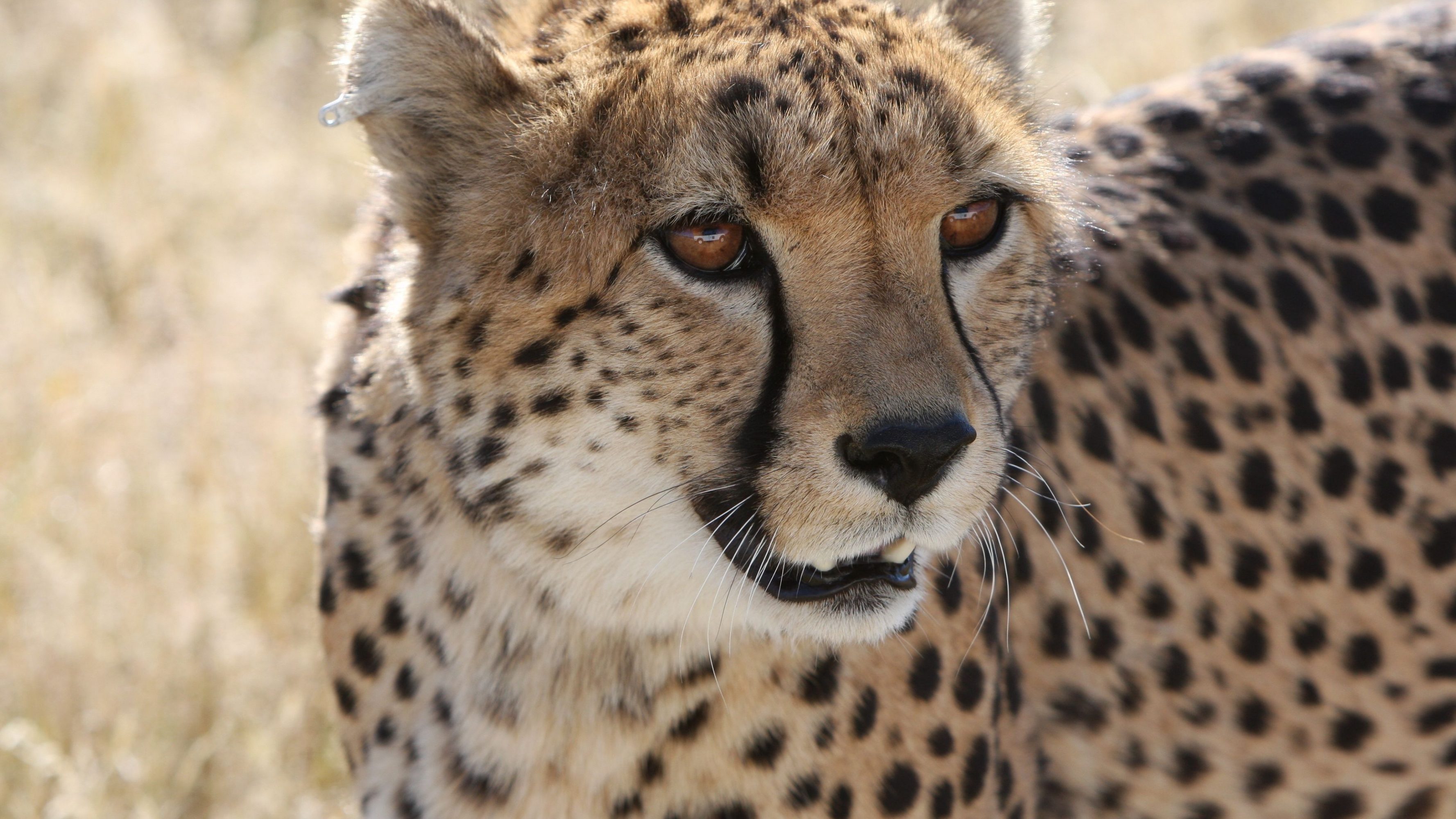 Cheetah Close Up 3555x2000