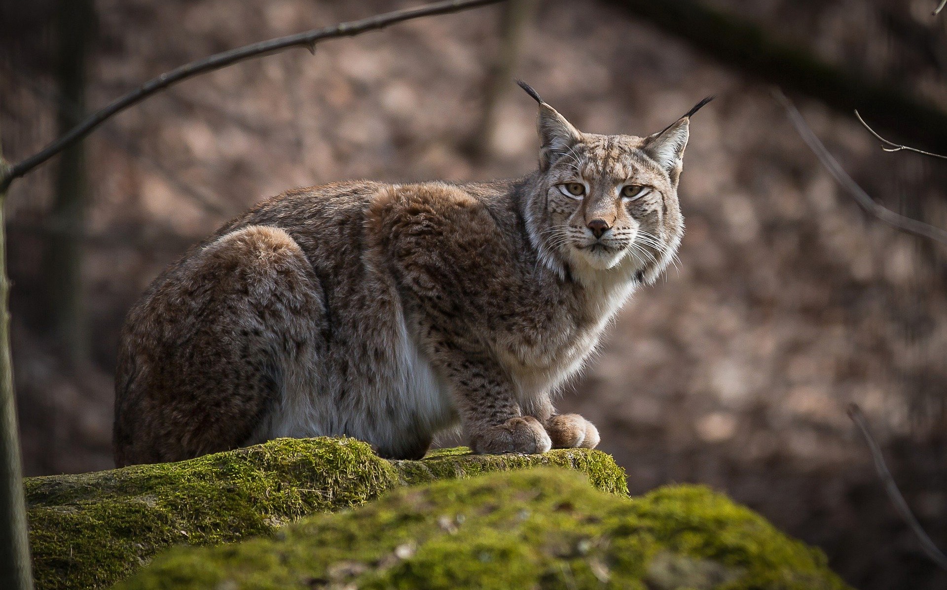Big Cat Lynx Wildlife Predator Animal 1920x1197