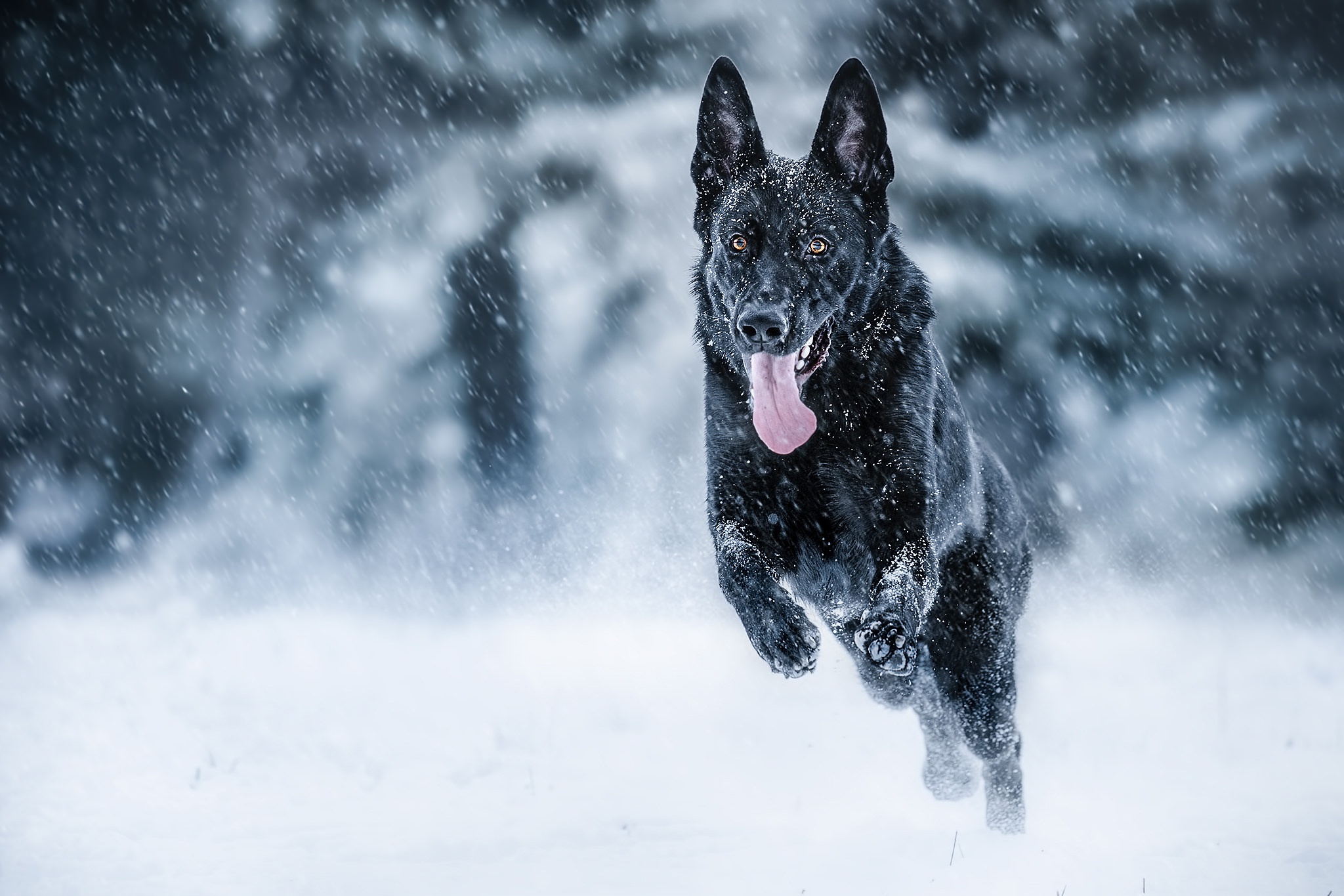 Dog German Shepherd Snowfall Winter 2048x1365