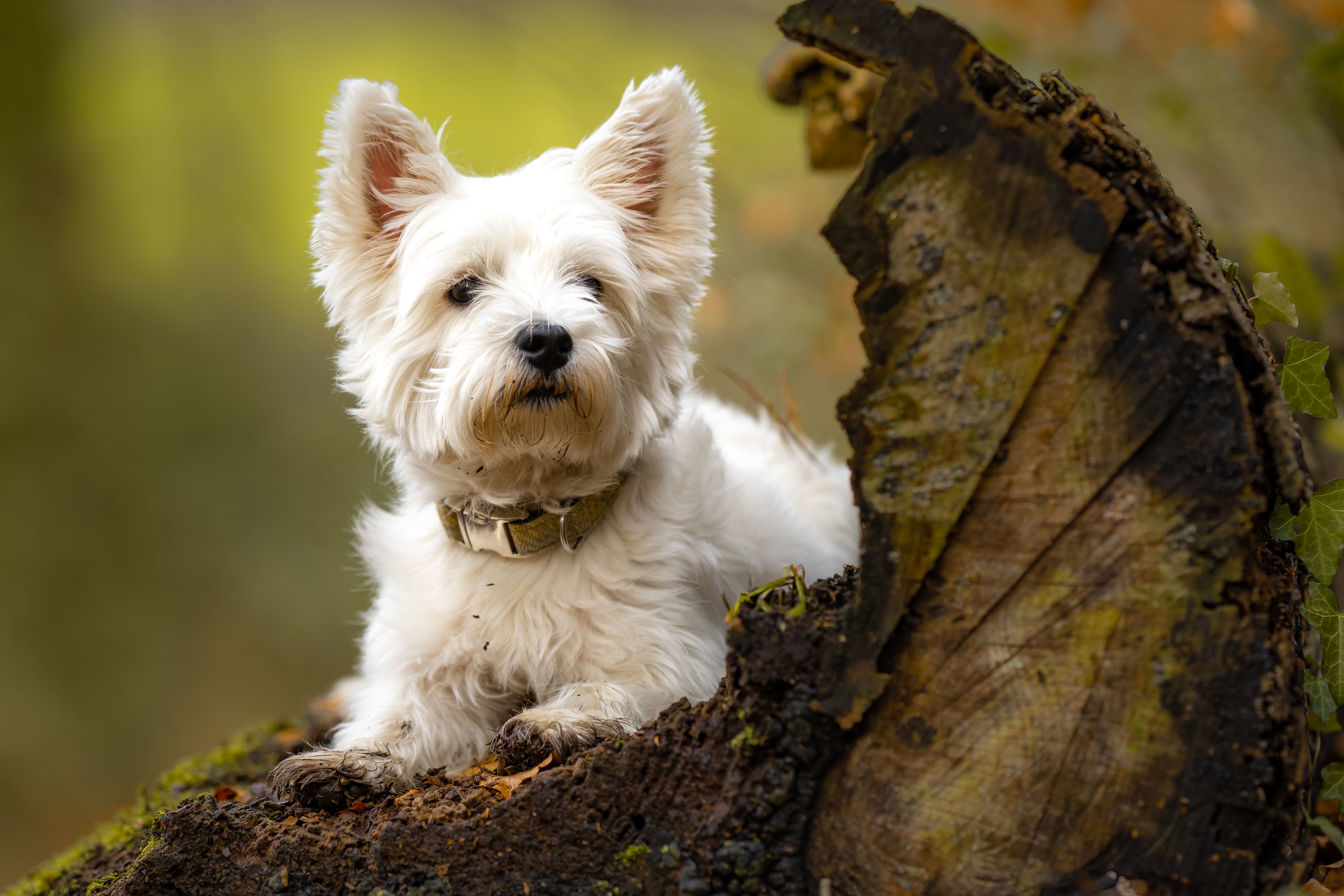 Dog Pet West Highland White Terrier 3936x2624