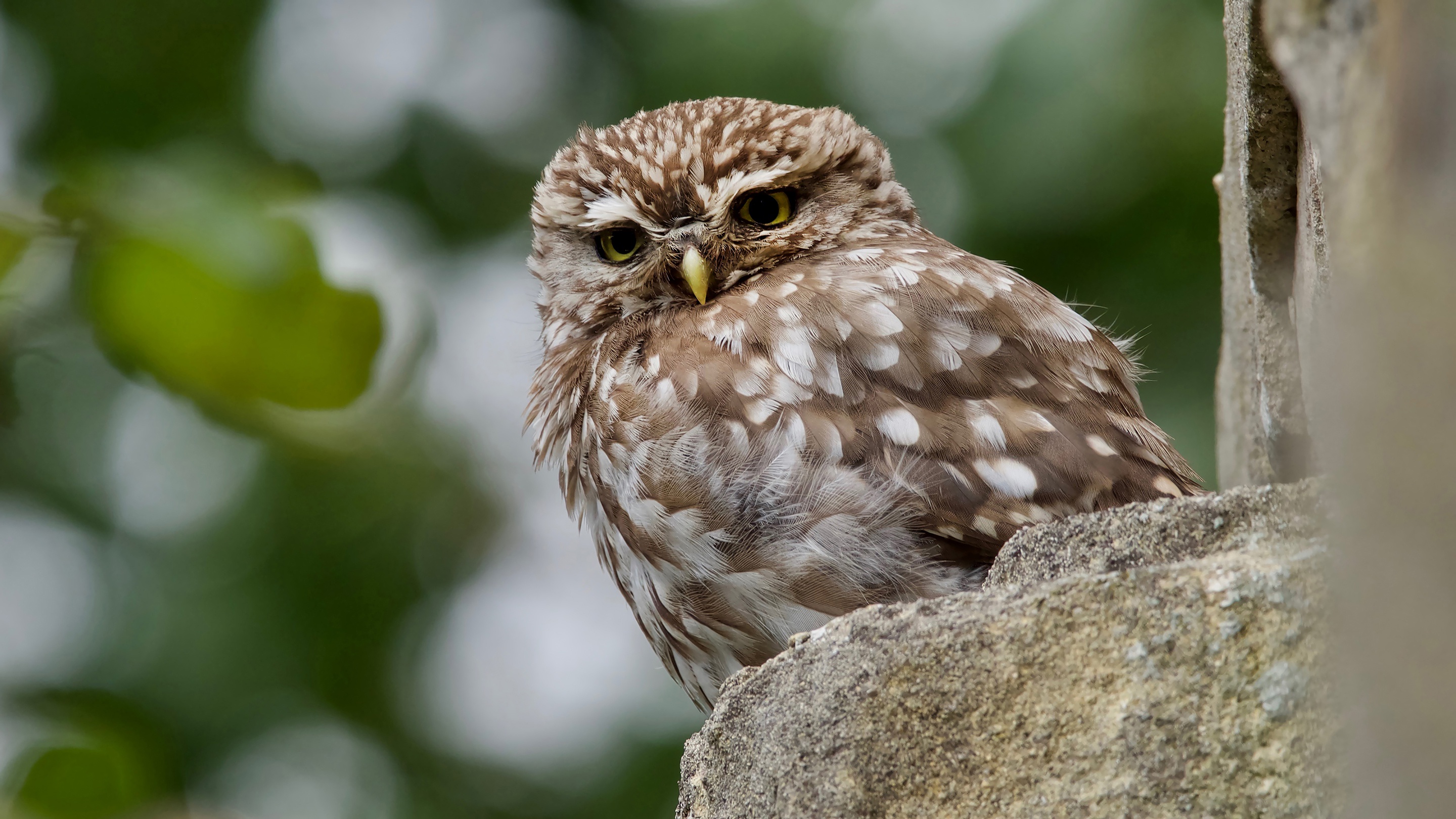 Bird Owl Wildlife 2880x1620