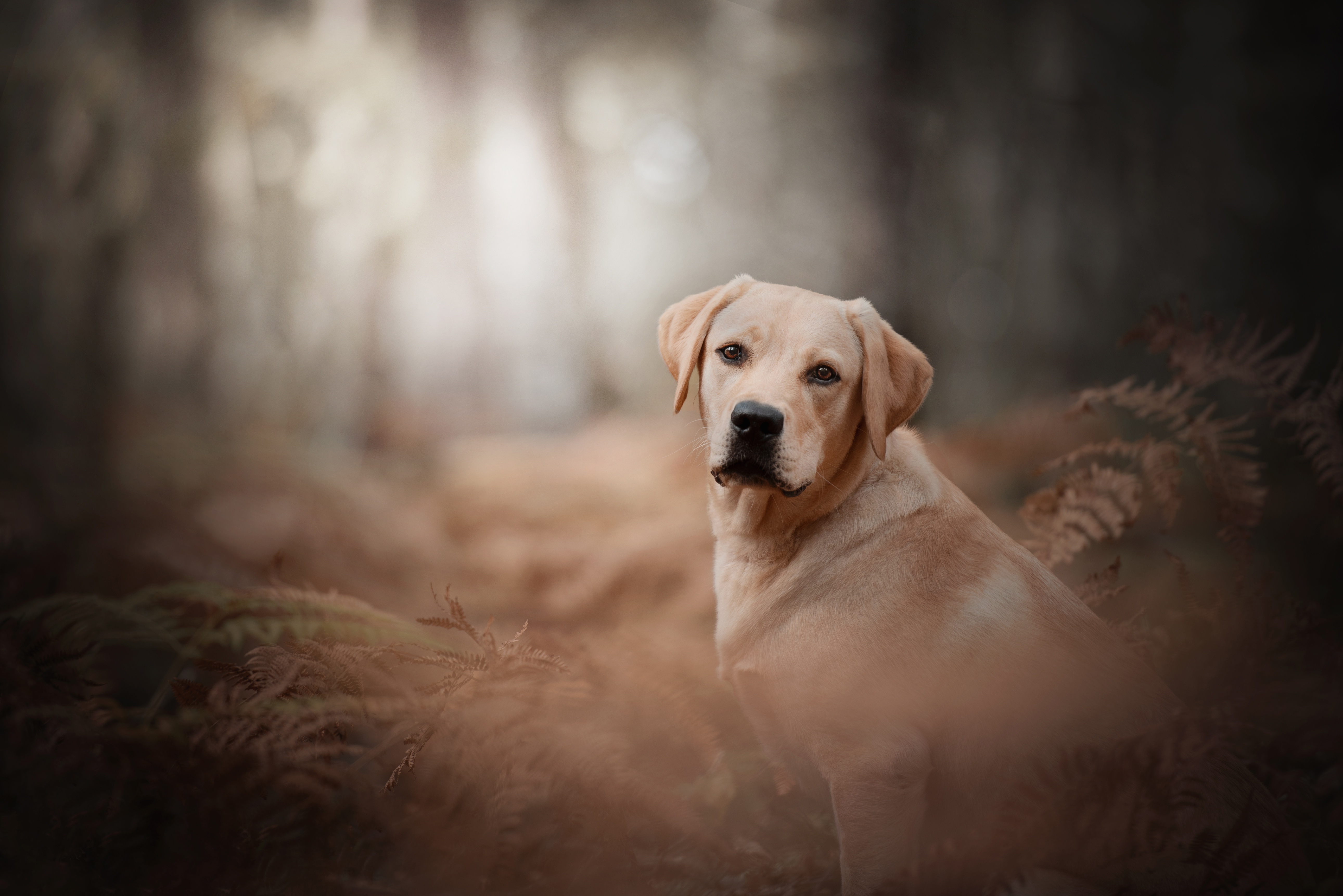 Dog Labrador Retriever Pet 5162x3446