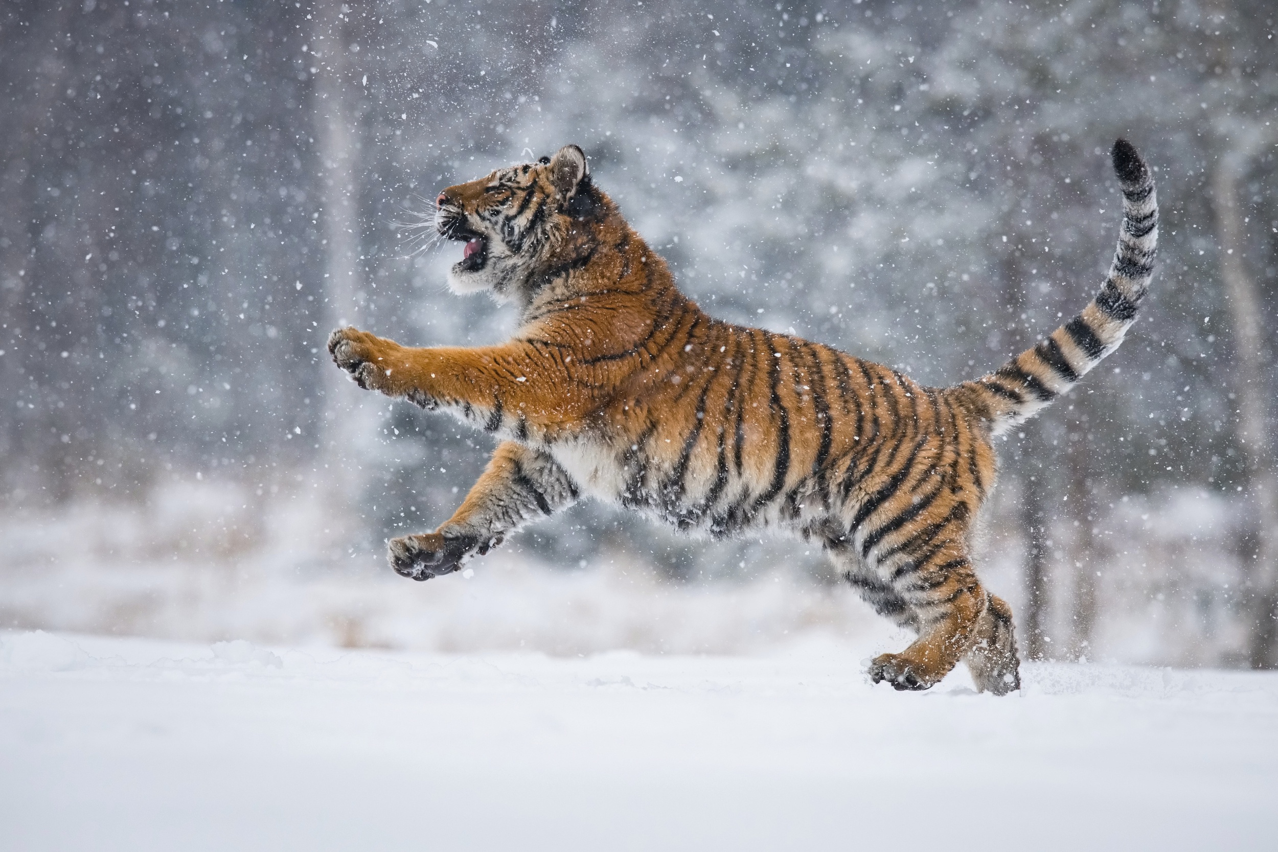 Big Cat Snow Snowfall Tiger Wildlife Winter Predator Animal 2500x1667