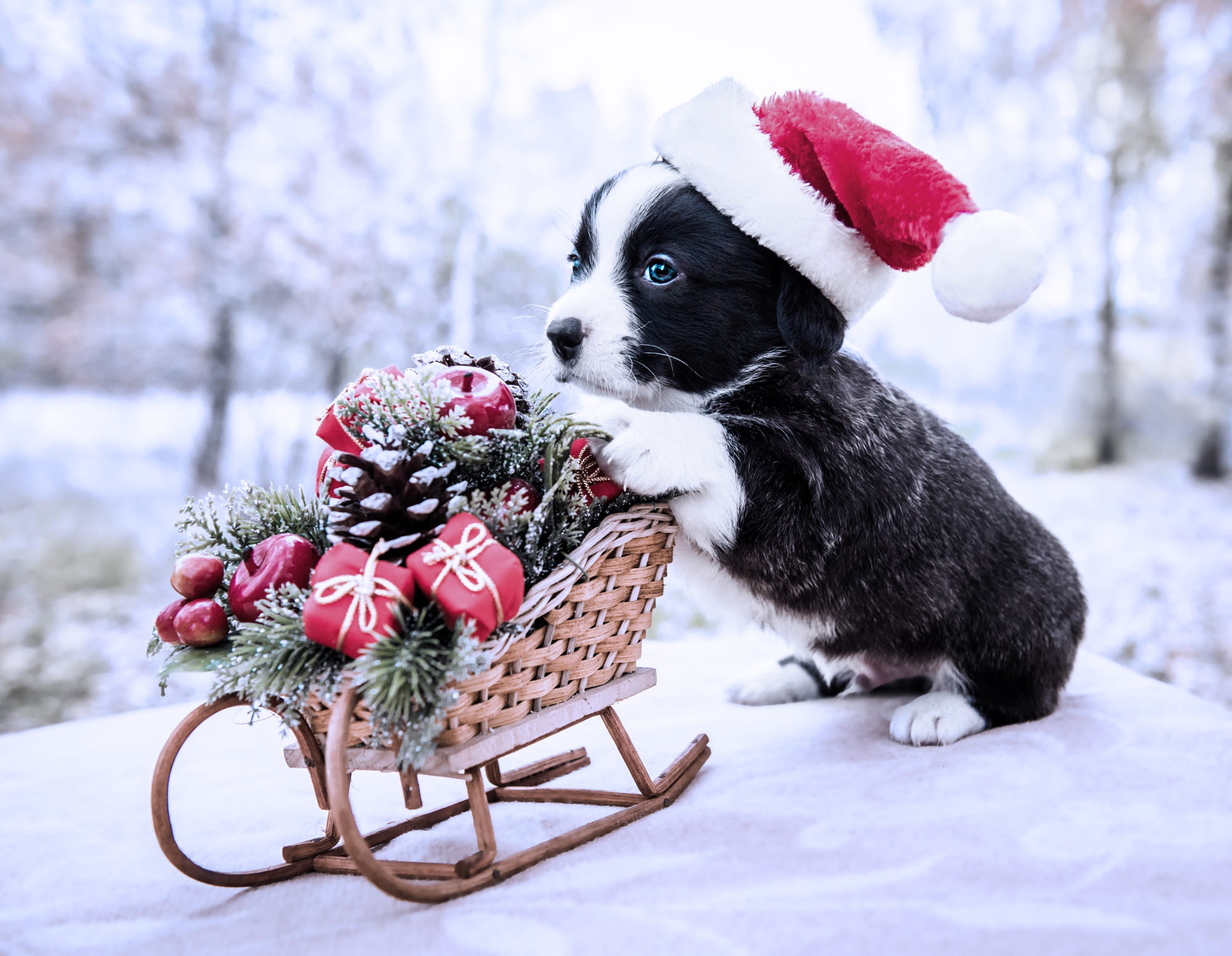 Baby Animal Dog Pet Puppy Santa Hat 2000x1552