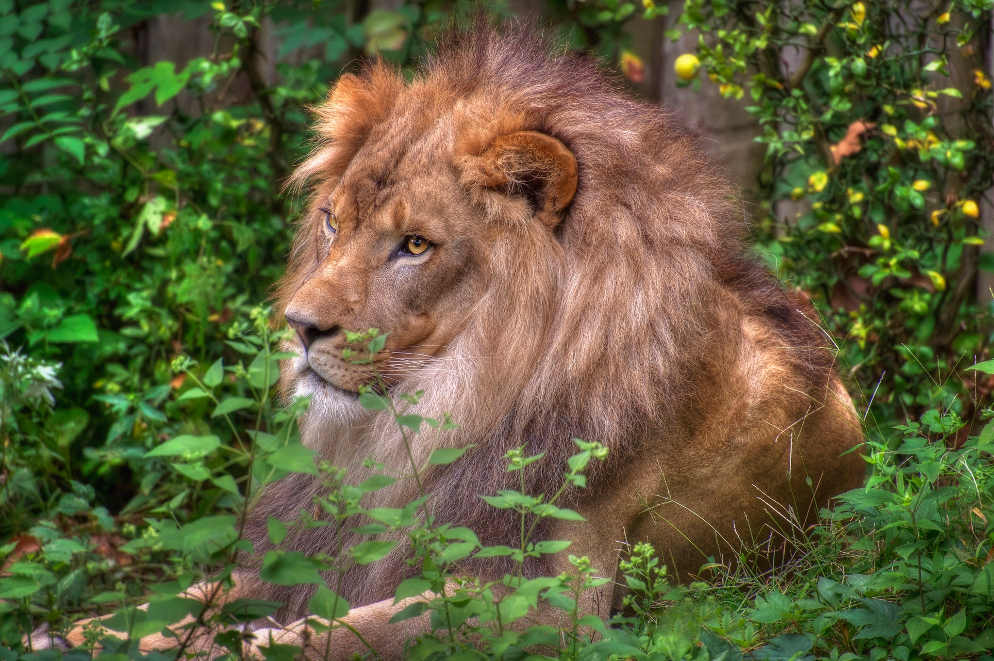 Big Cat Lion Wildlife Predator Animal 2048x1363