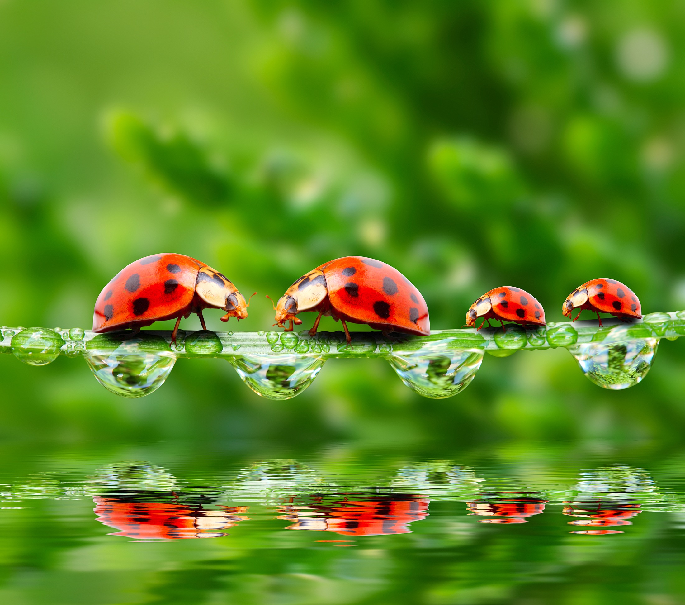 Insect Ladybug Macro Reflection Water Water Drop 2200x1942