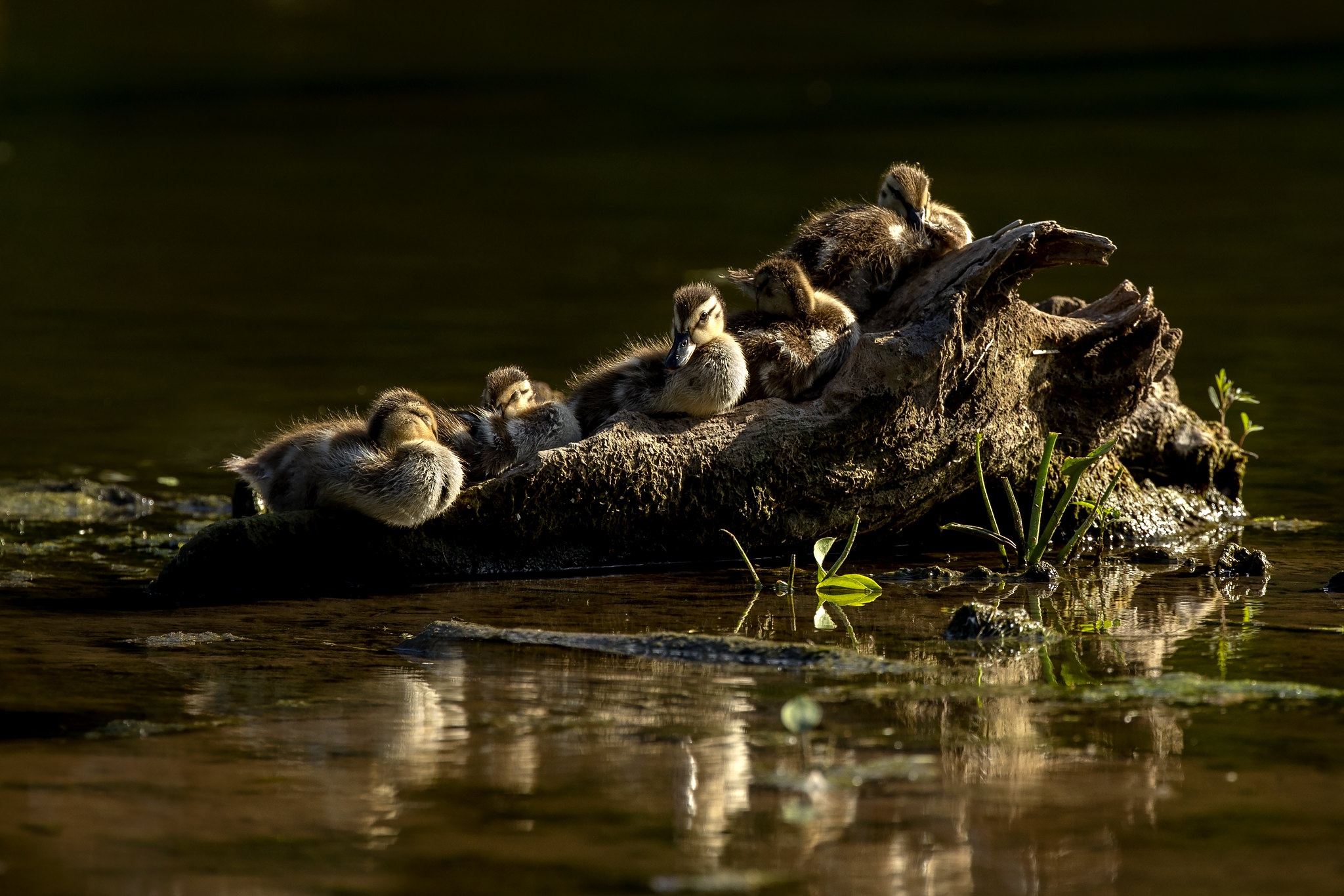 Bird Duck Duckling Pond Wildlife 2048x1366