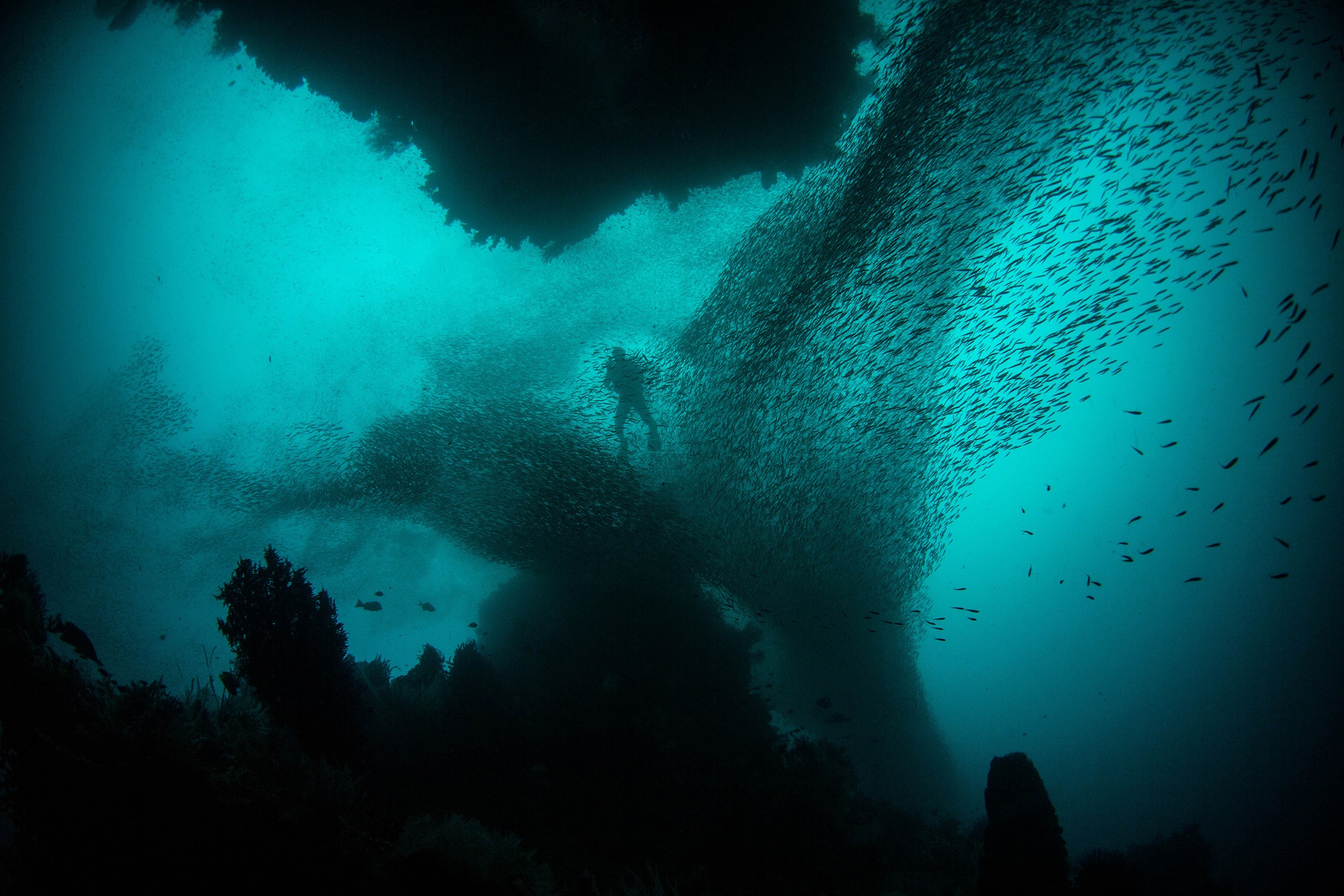 Diver Fish Underwater 2560x1707