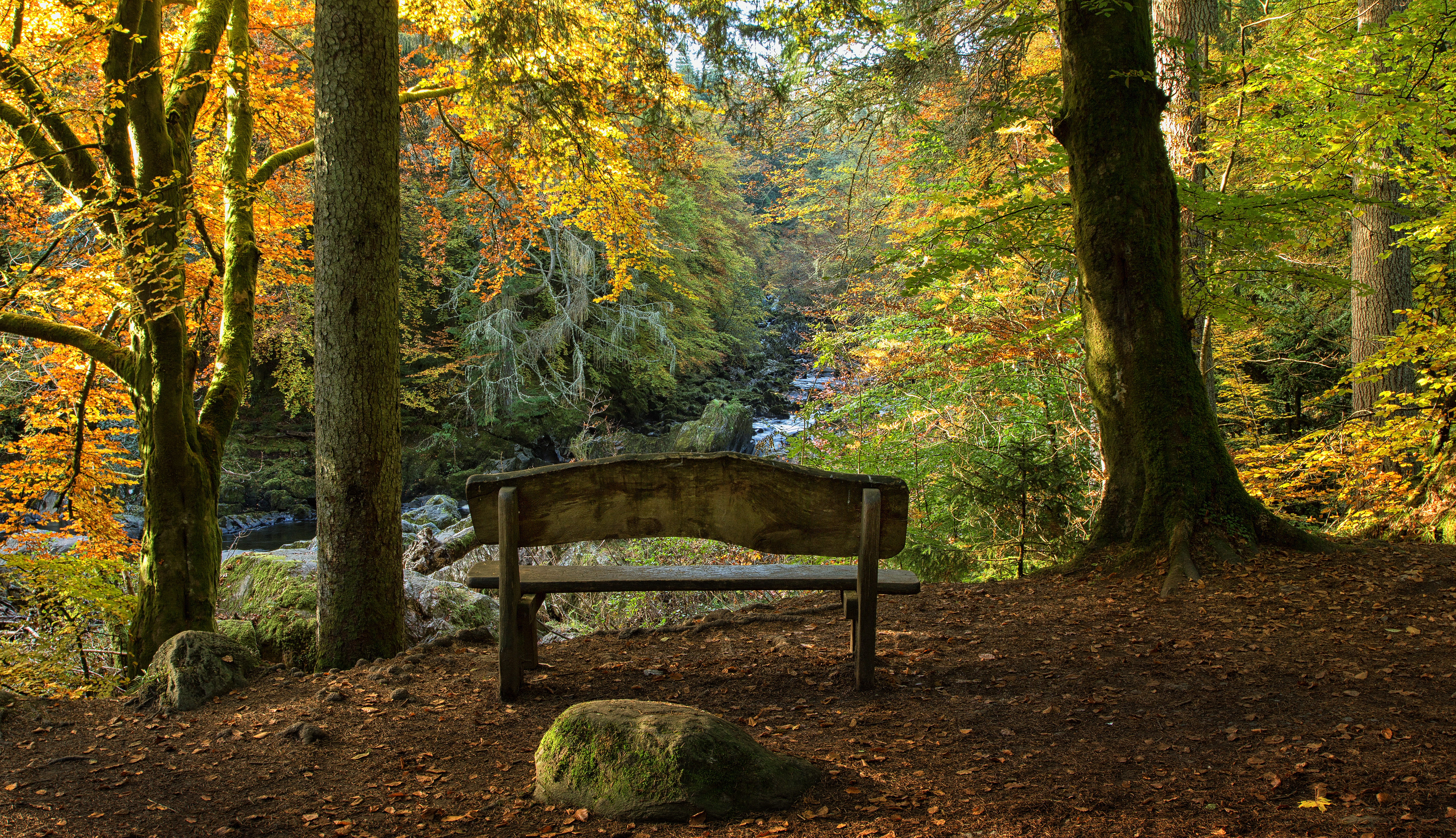Bench Fall Foliage Forest River Tree 5823x3352