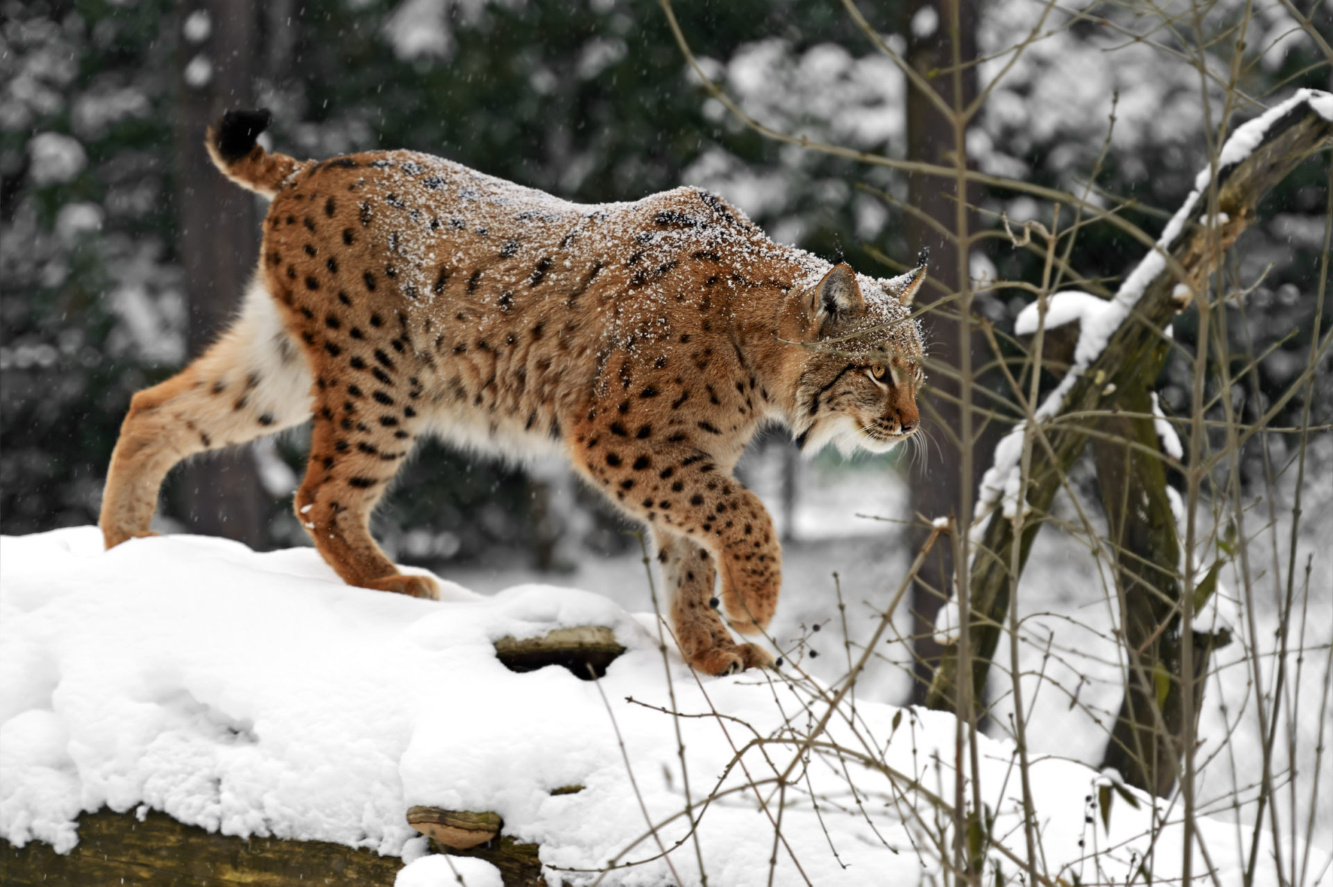 Big Cat Lynx Snowfall Wildlife Winter Predator Animal 1920x1278