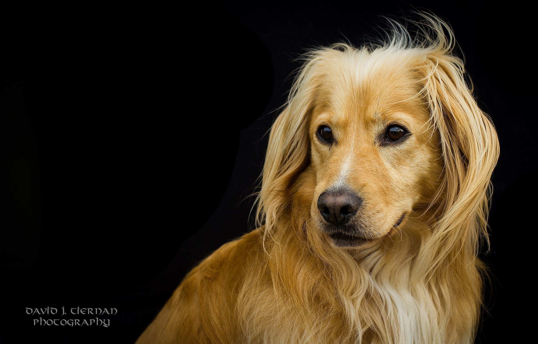Animal Dog Golden Retriever Muzzle Pet 2048x1309