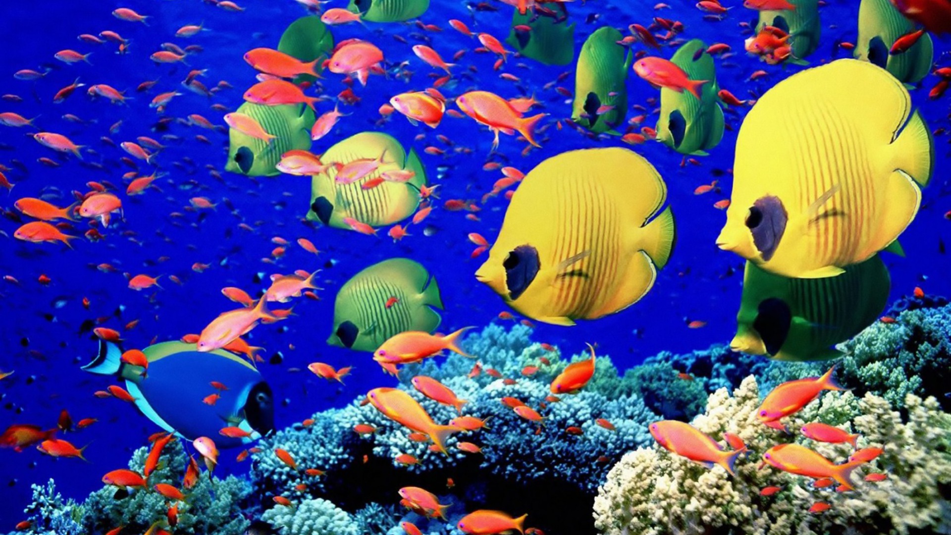 Animal Butterflyfish Colorful Colors Fish Tropical Underwater 1920x1080