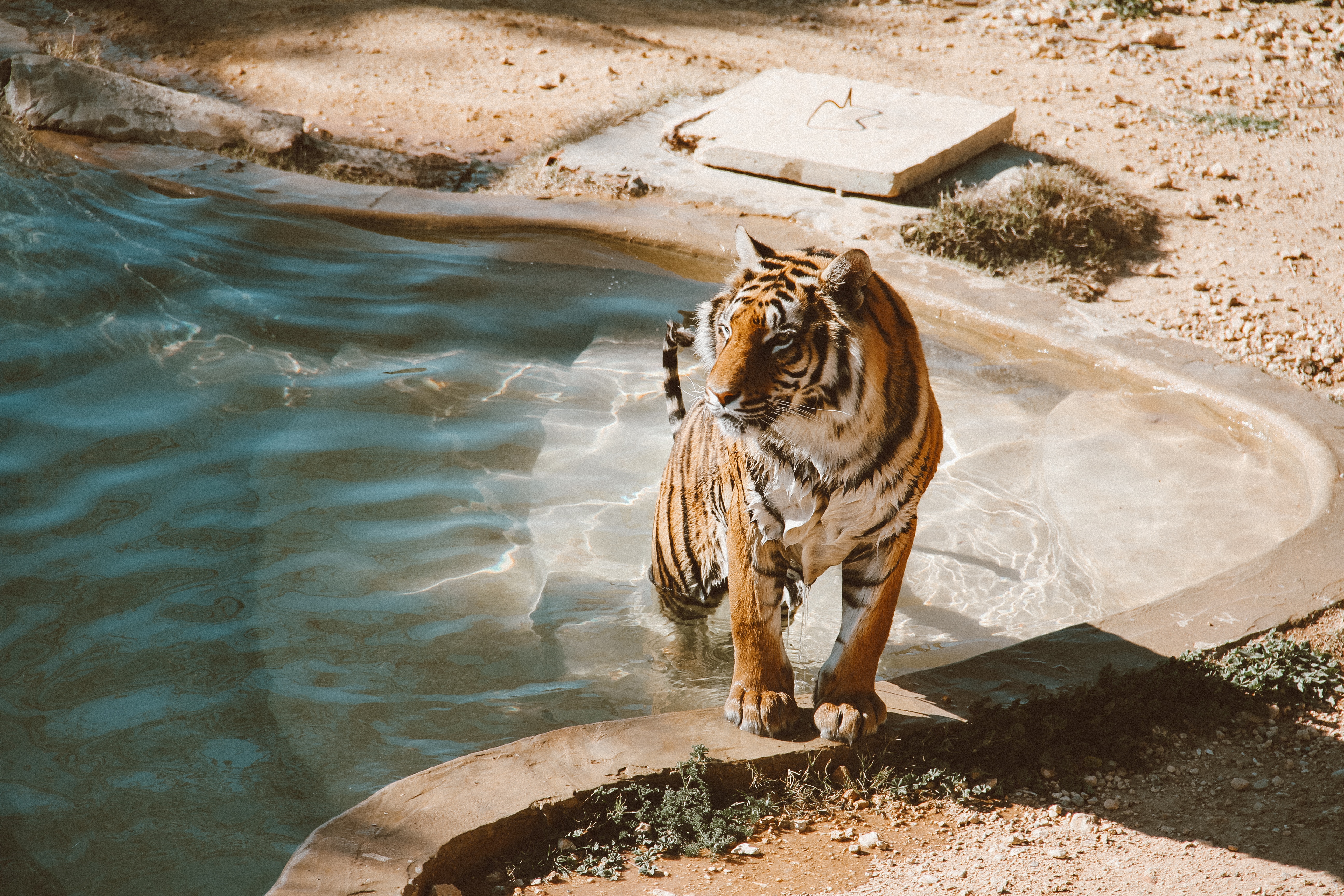 Big Cat Pool Tiger Wildlife Zoo Predator Animal 5184x3456