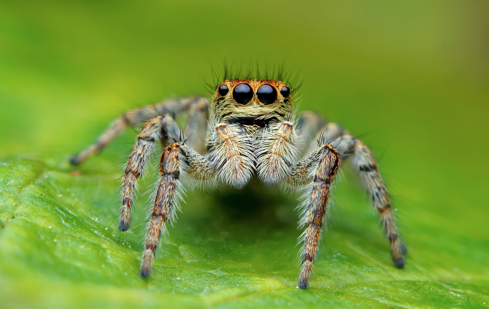 Jumping Spider 2048x1293