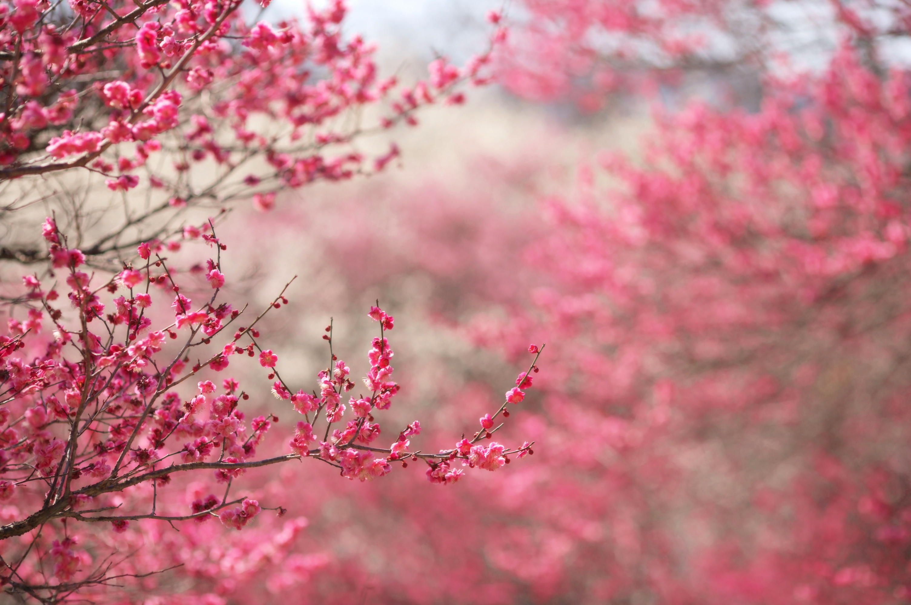 Branch Cherry Blossom Pink Flower 3008x2000