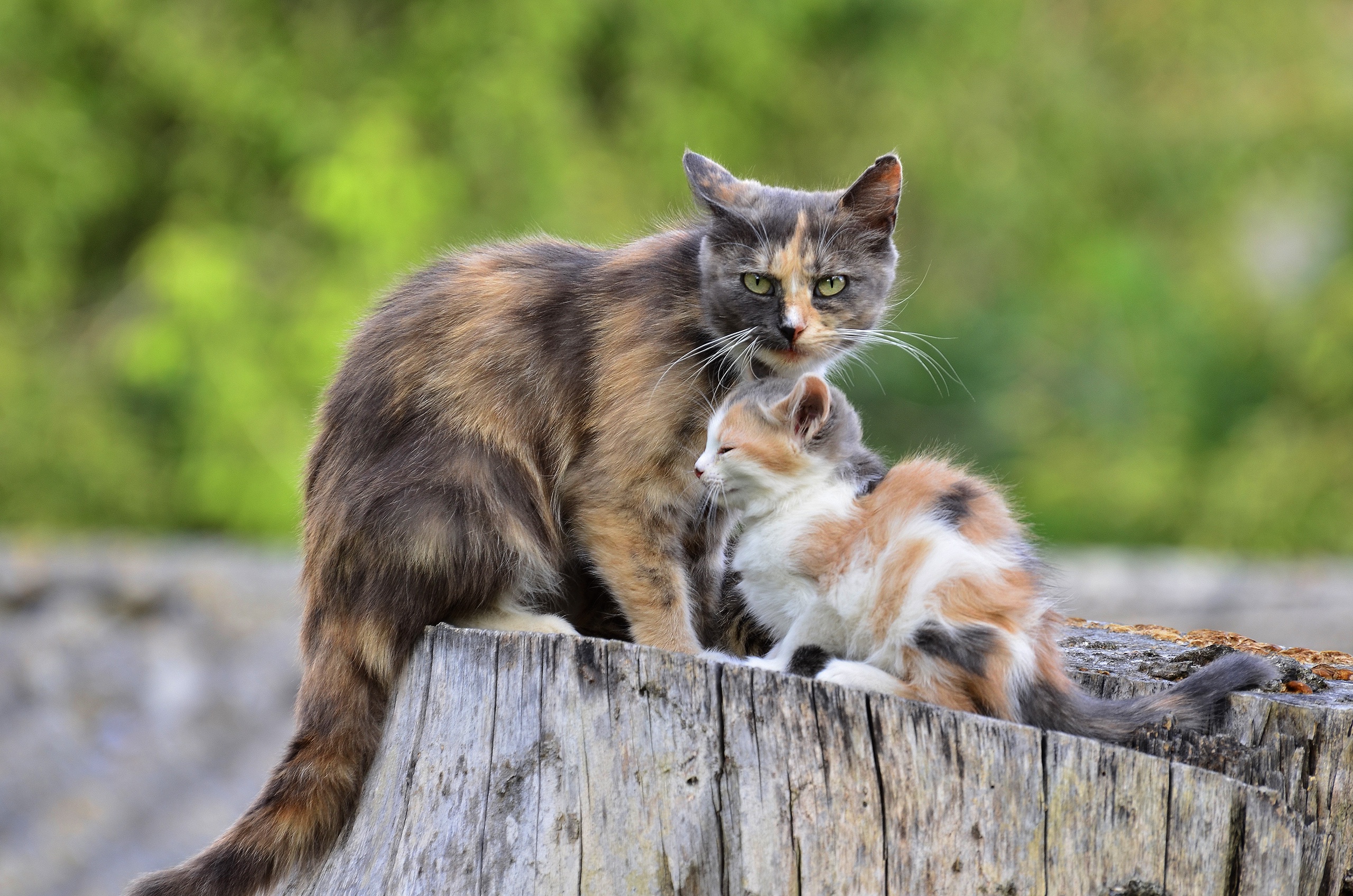 Baby Animal Cat Kitten Pet 2560x1696
