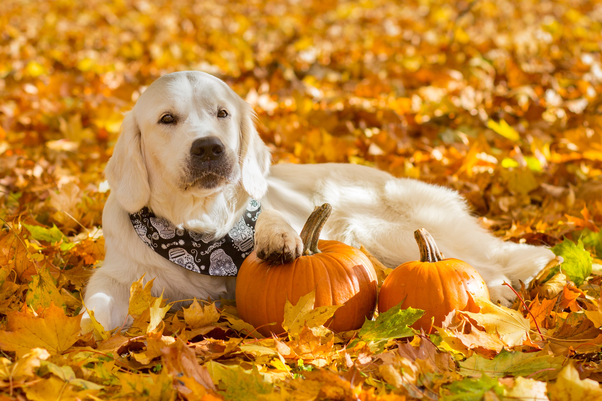 Dog Fall Golden Retriever Pet Pumpkin 2048x1364