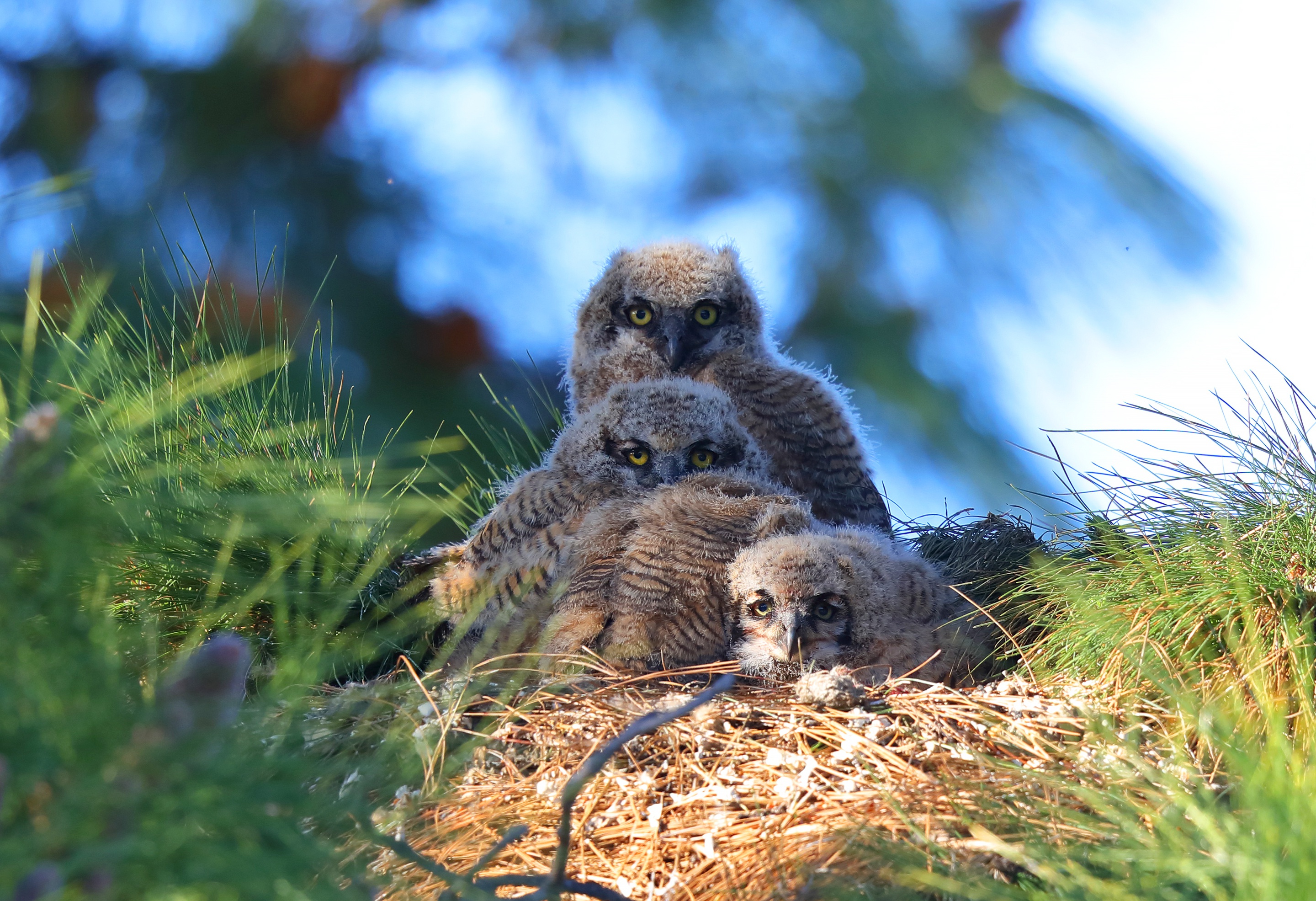 Bird Nest Owl Owlet 2880x1971