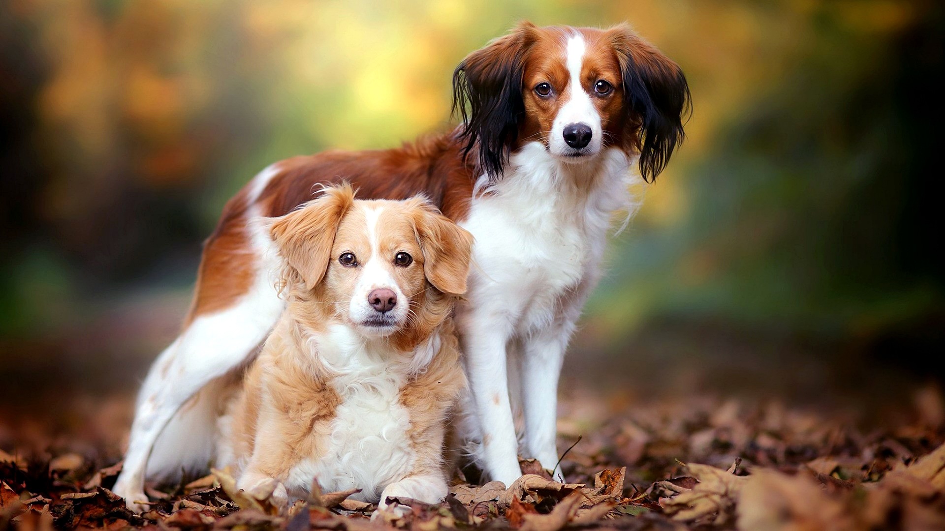 Dog Kooikerhondje 1920x1080