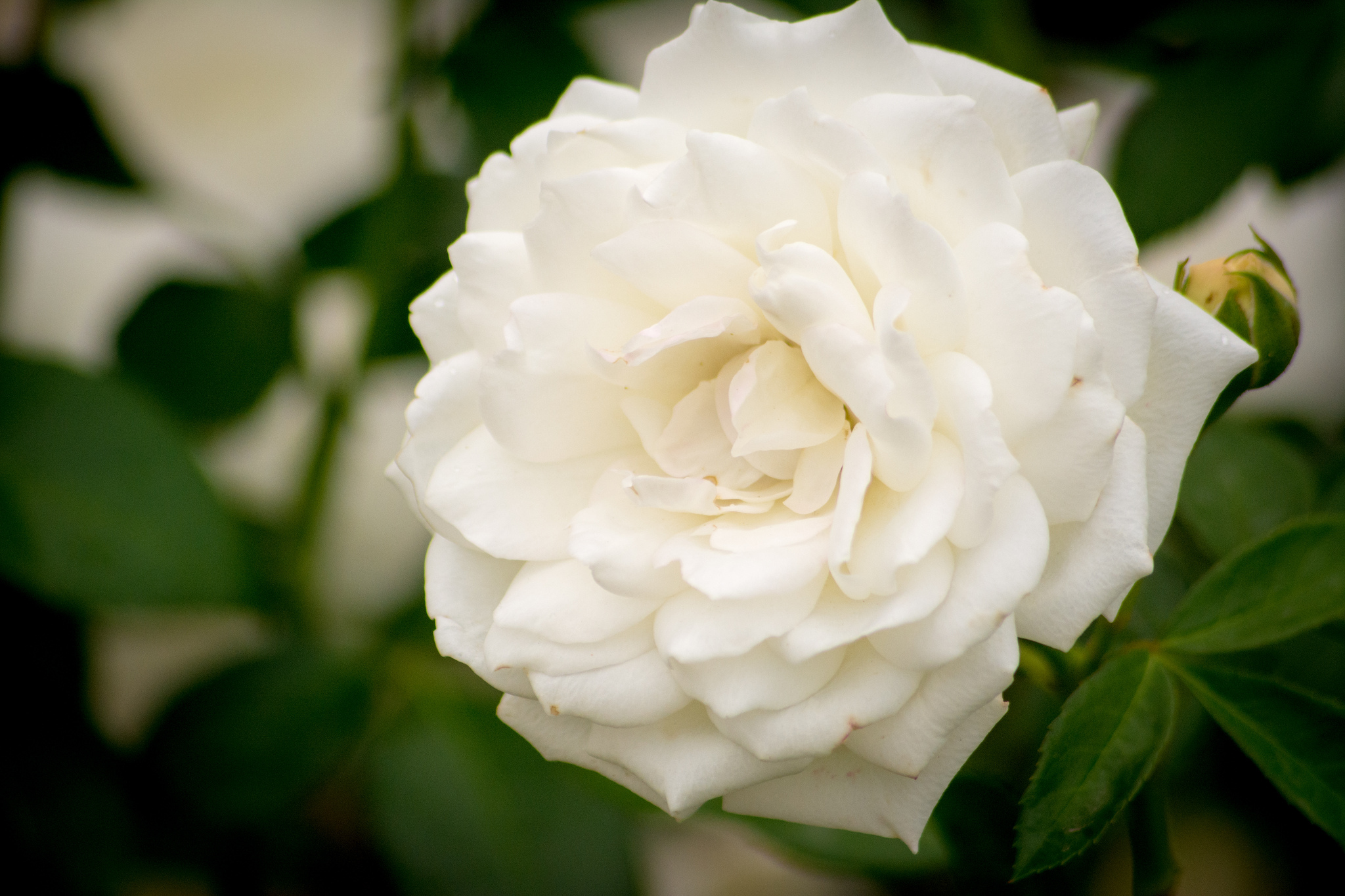Flower Macro Rose 2048x1365