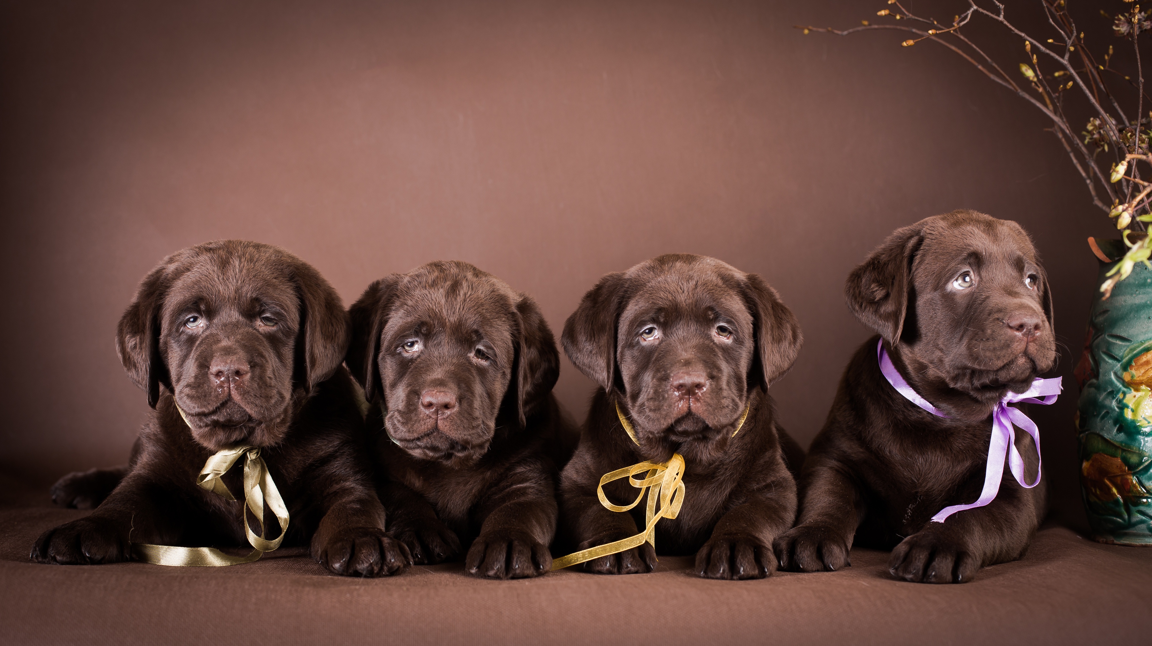 Baby Animal Chocolate Labrador Dog Labrador Pet Puppy 4000x2243